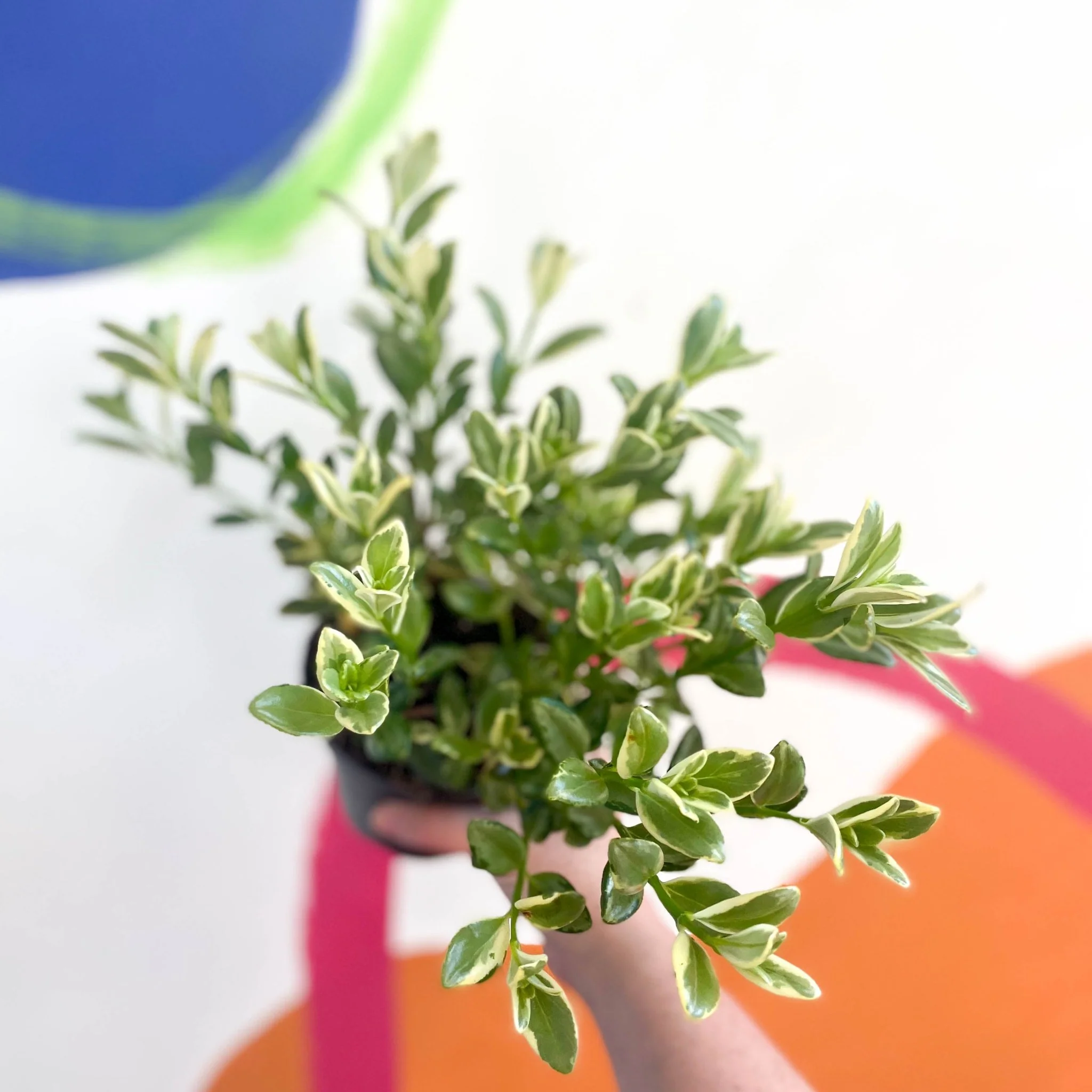 Nematanthus radicans - Variegated Goldfish Plant - Welsh Grown