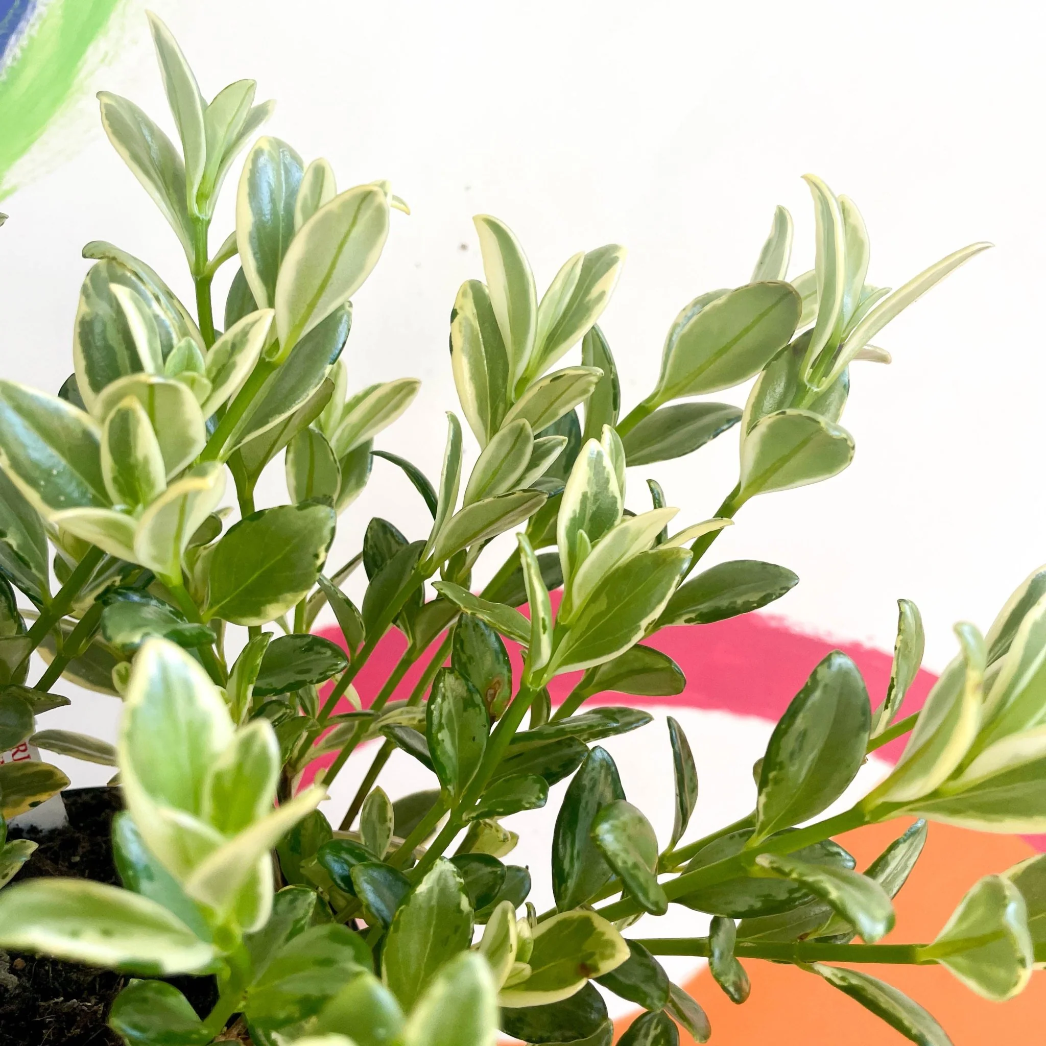 Nematanthus radicans - Variegated Goldfish Plant - Welsh Grown - Image 4