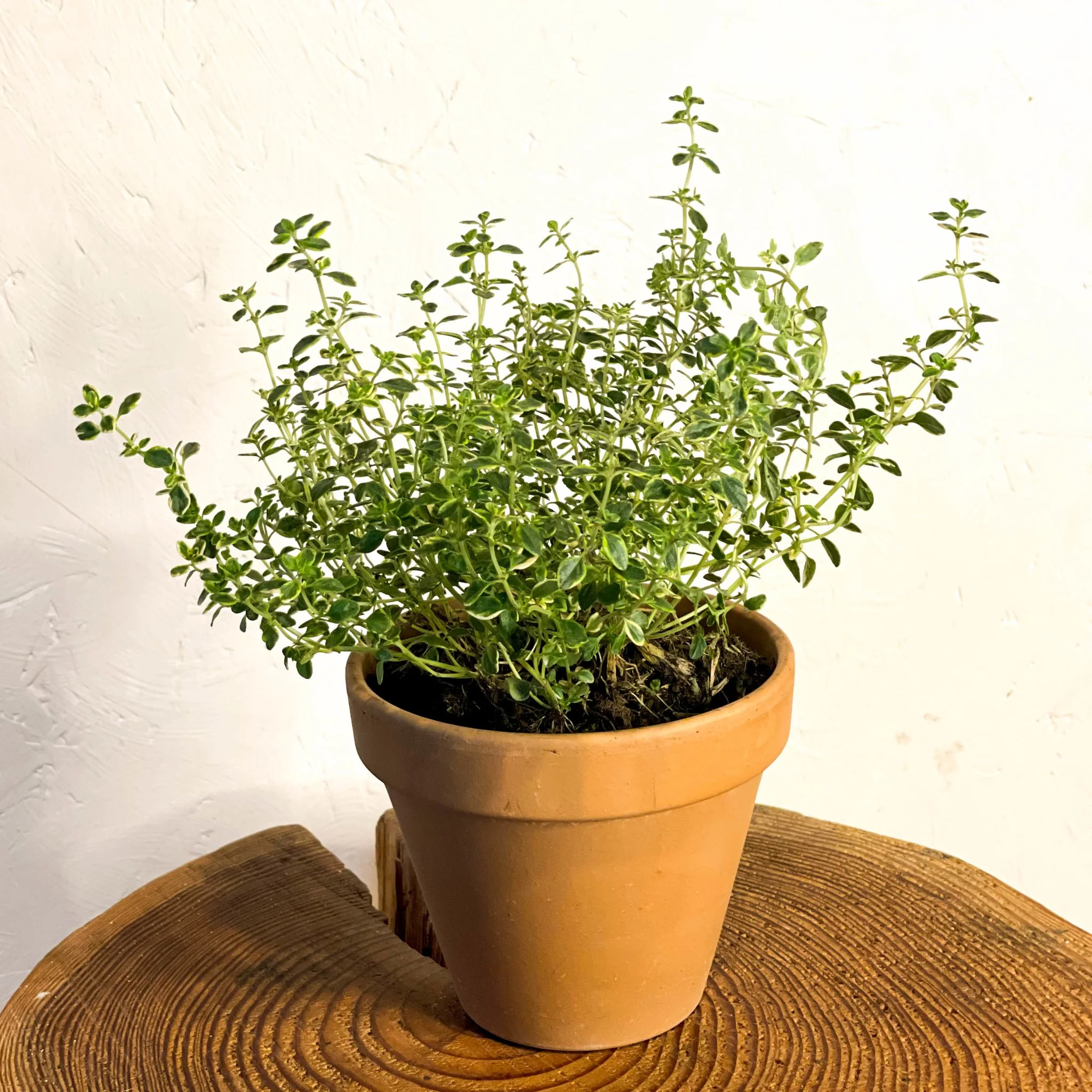 Thymus citriodorus – Variegated Lemon Thyme