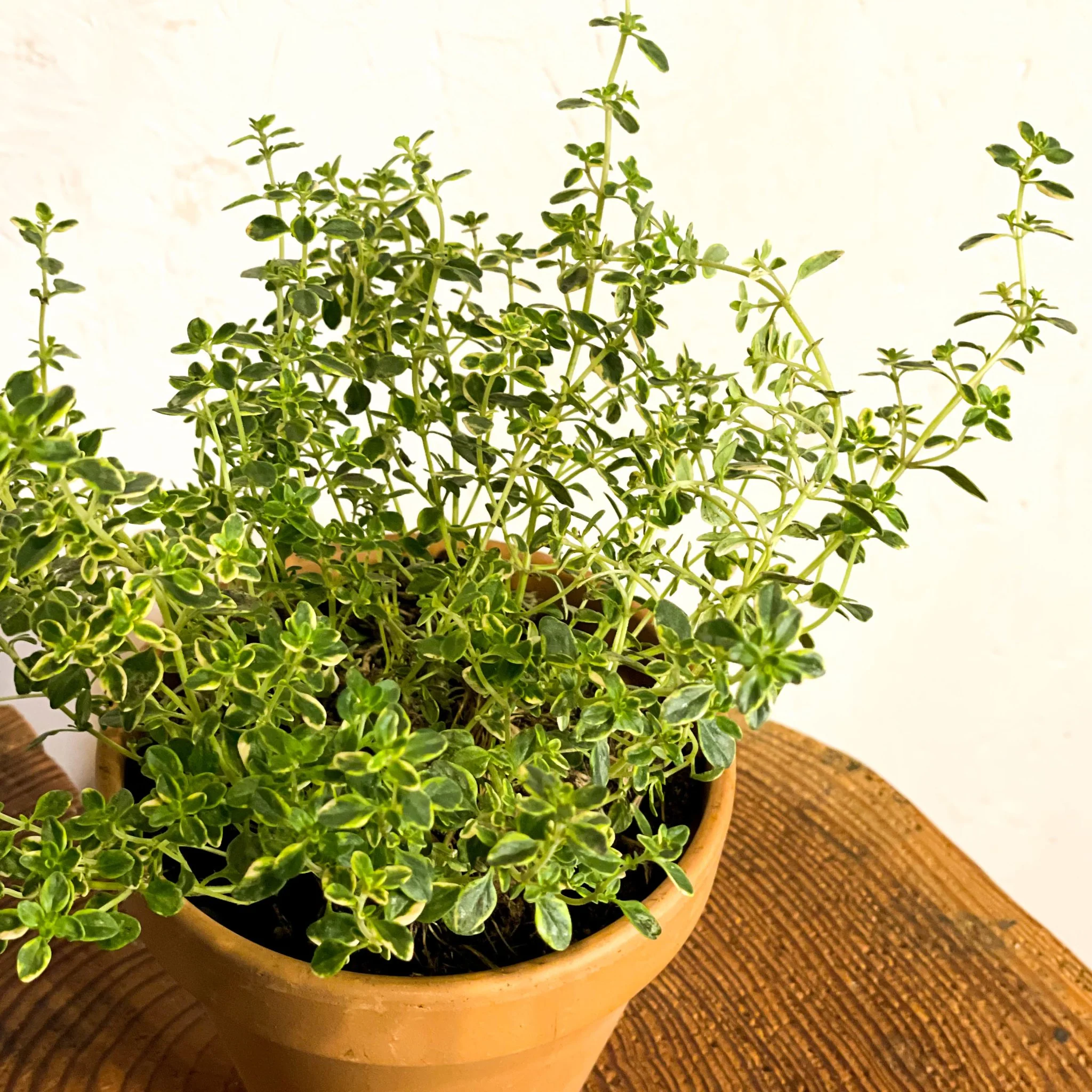 Thymus citriodorus – Variegated Lemon Thyme - Image 2