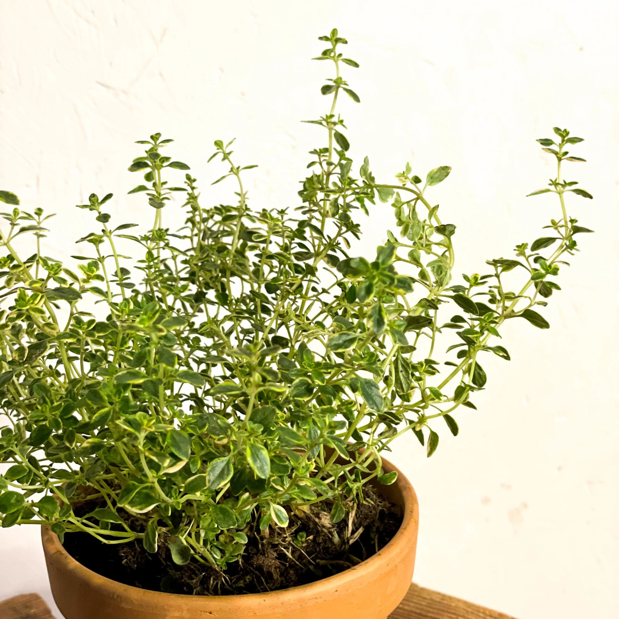 Thymus citriodorus – Variegated Lemon Thyme - Image 3