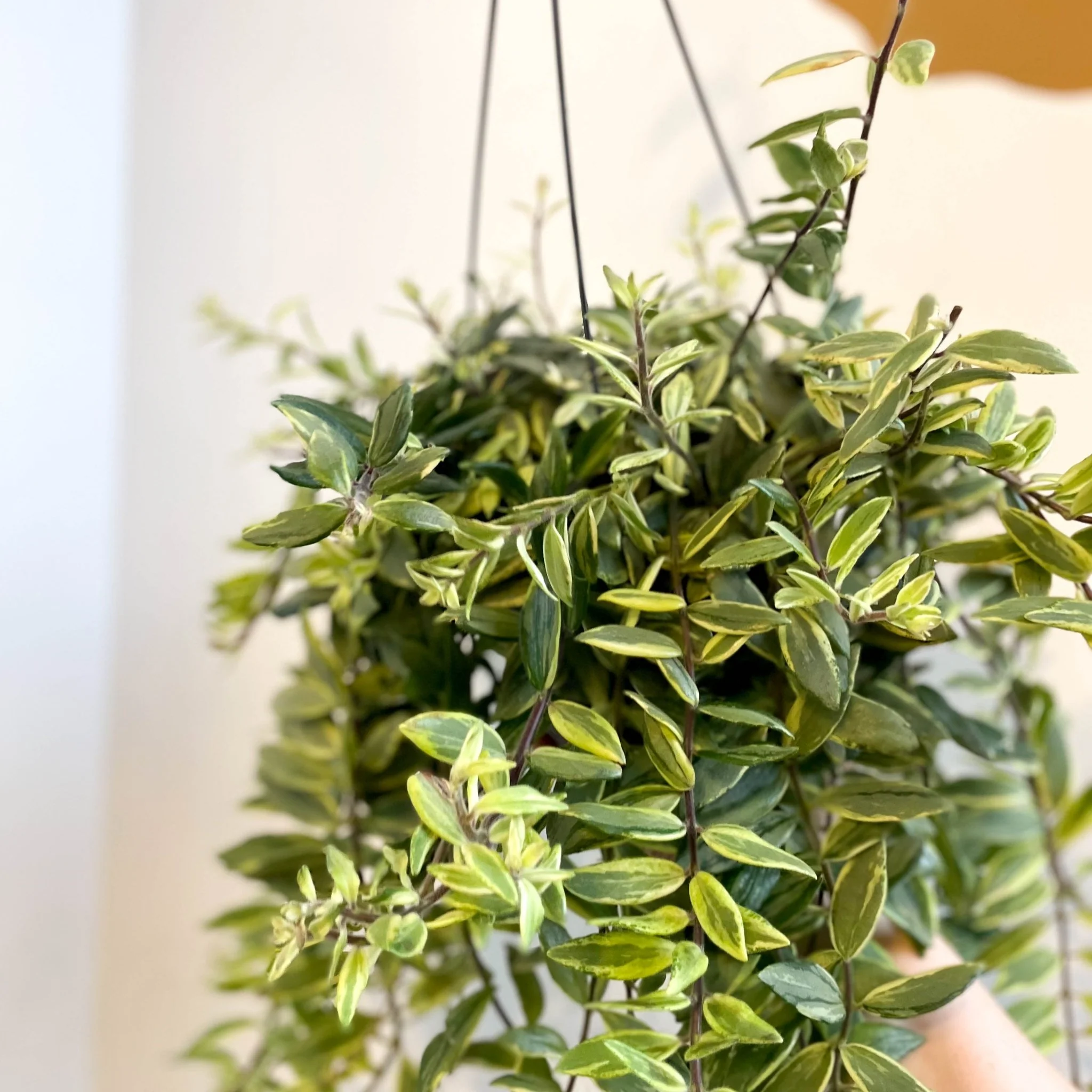 Aeschynanthus 'Bolero Bicolore' - Variegated Lipstick Plant - Image 3
