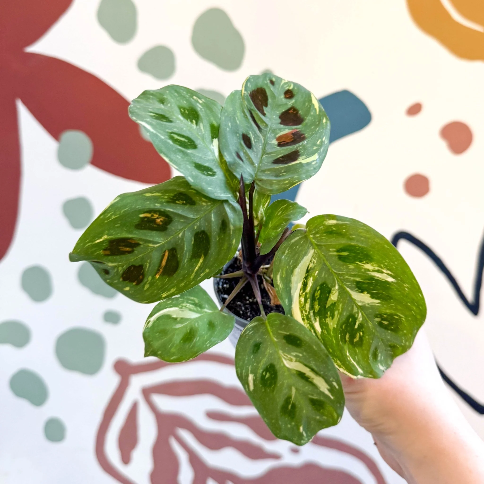 Maranta leuconeura ‘Fiesta’ - Variegated Rabbit's Foot Prayer Plant - Image 11