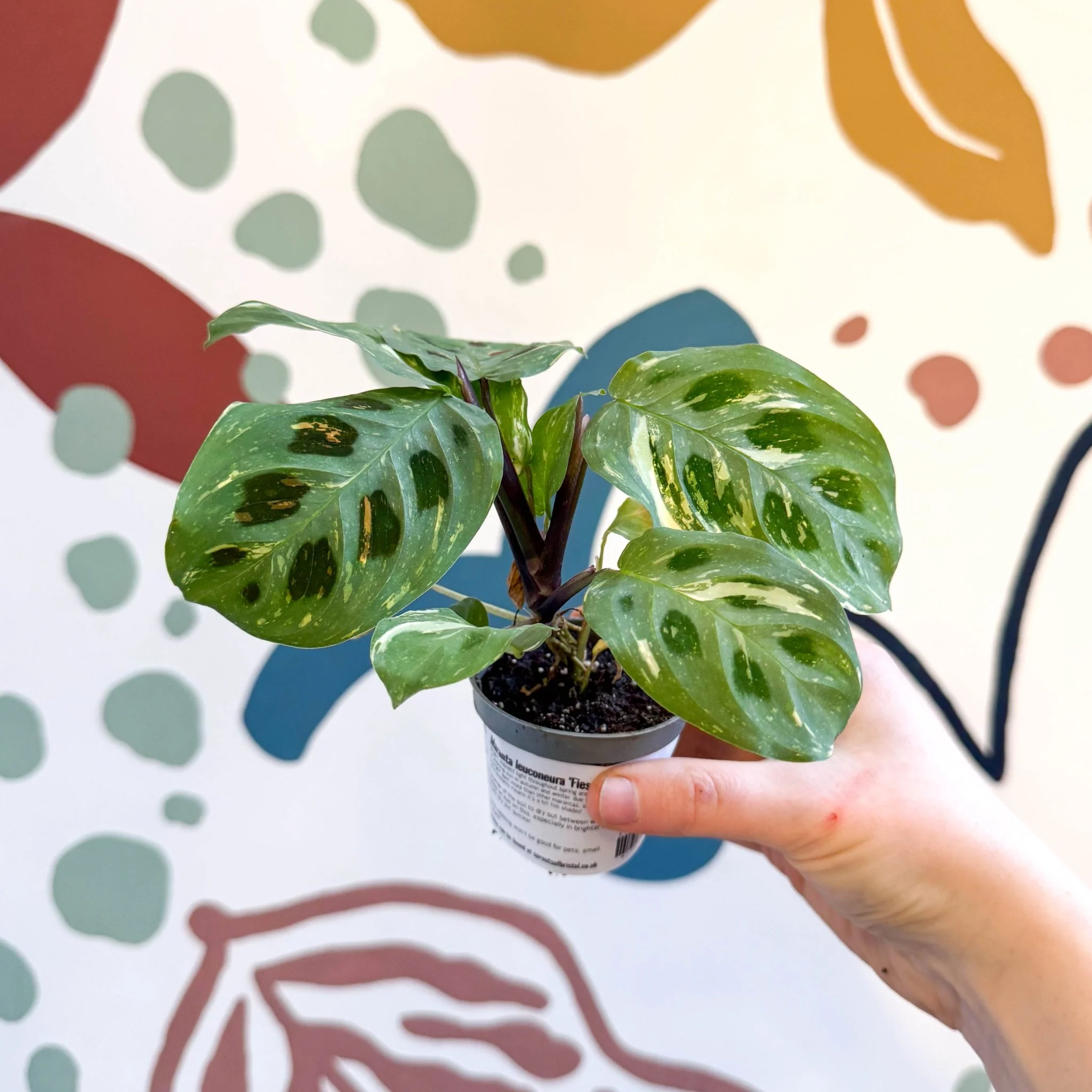 Maranta leuconeura ‘Fiesta’ - Variegated Rabbit's Foot Prayer Plant - Image 12