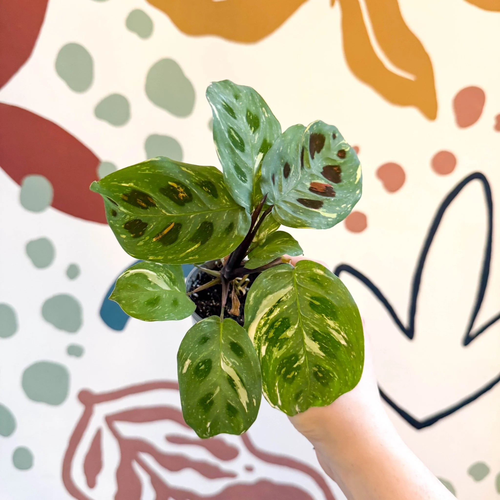 Maranta leuconeura ‘Fiesta’ - Variegated Rabbit's Foot Prayer Plant - Image 13