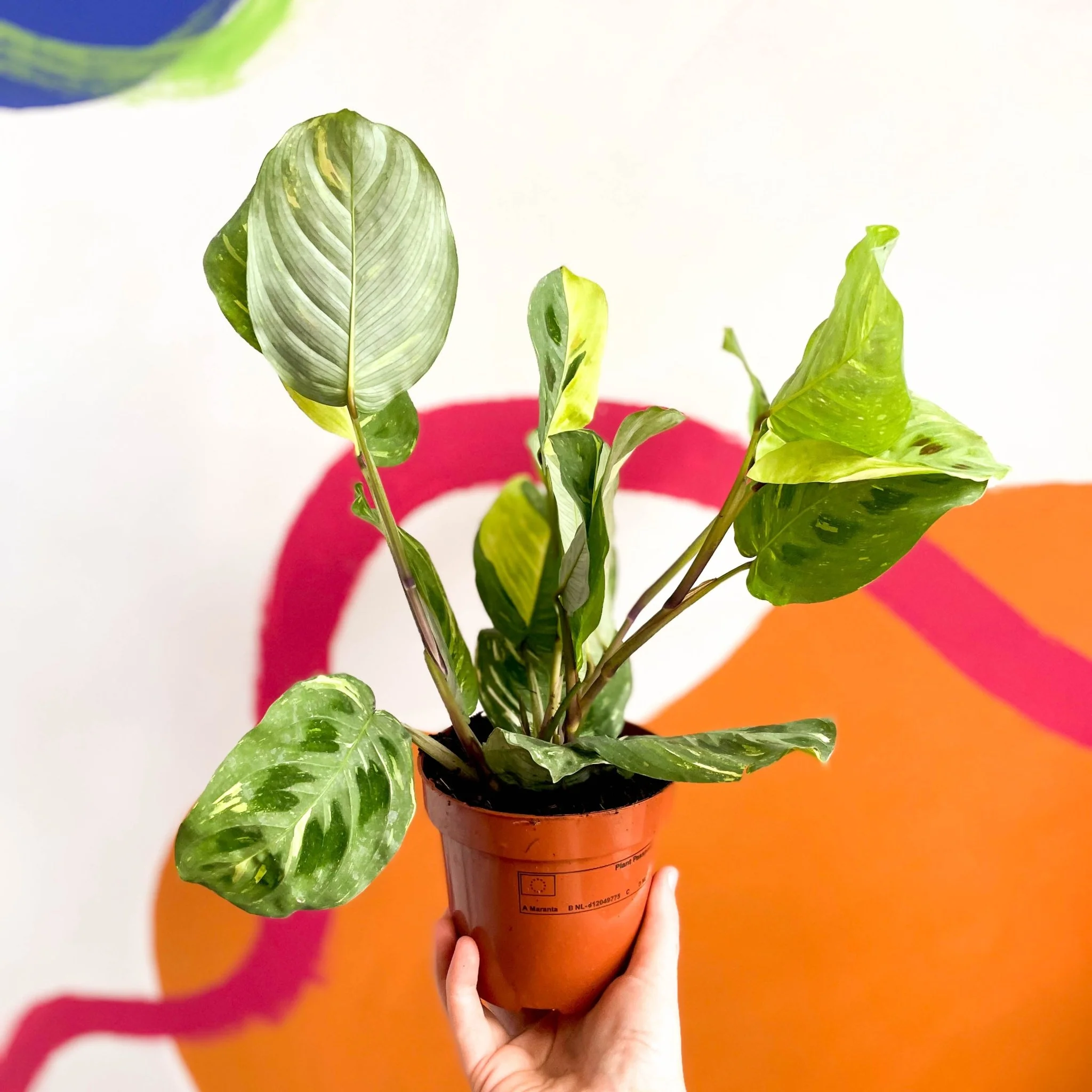 Maranta leuconeura ‘Fiesta’ - Variegated Rabbit's Foot Prayer Plant - Image 5