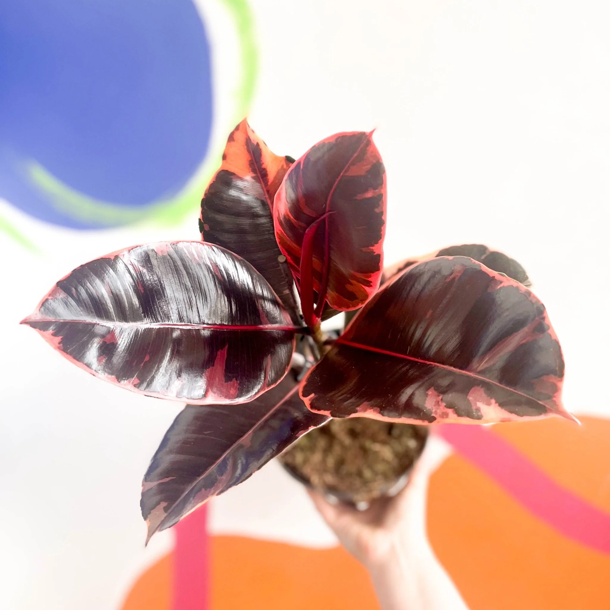 Ficus elastica 'Belize' - Variegated Rubber Tree