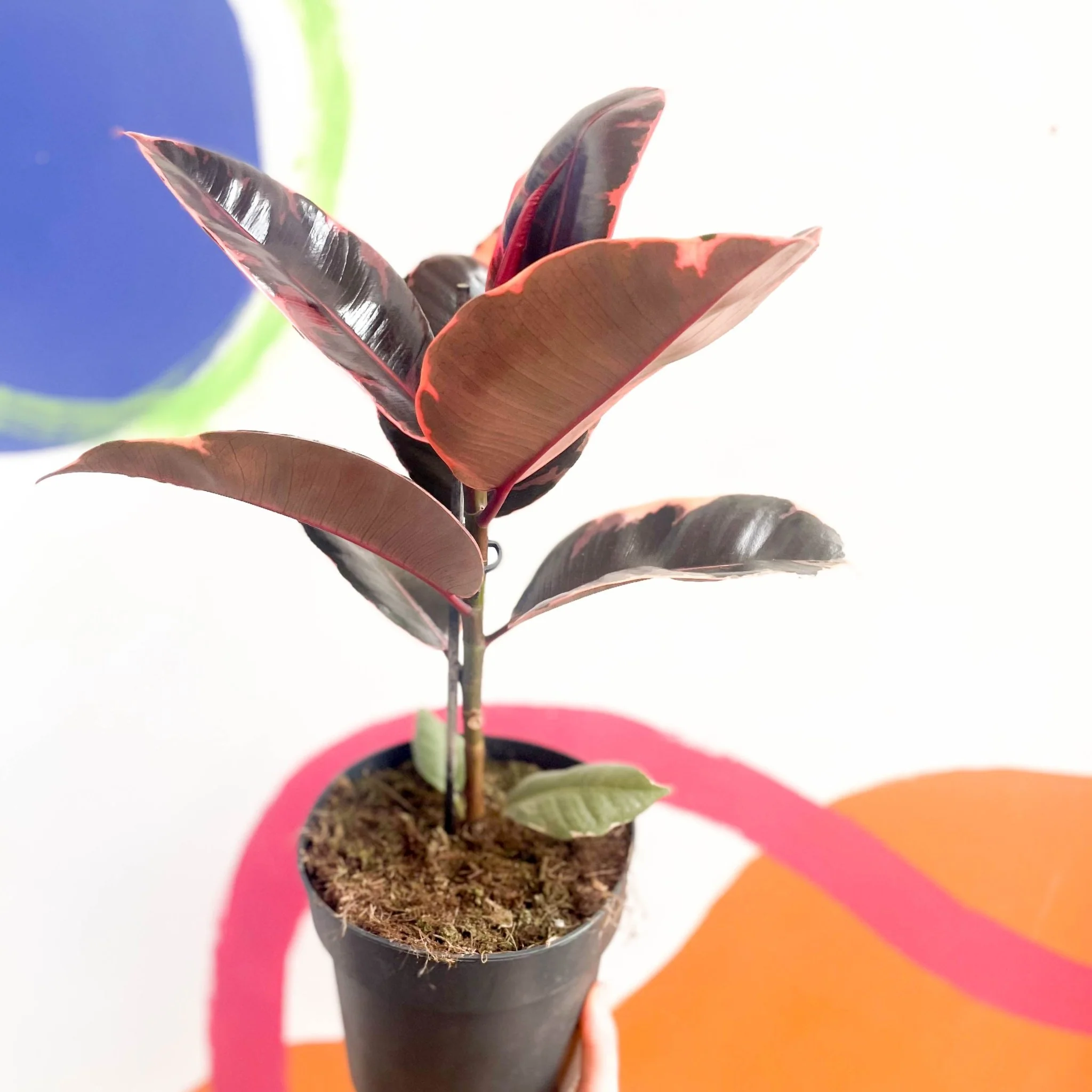 Ficus elastica 'Belize' - Variegated Rubber Tree - Image 2