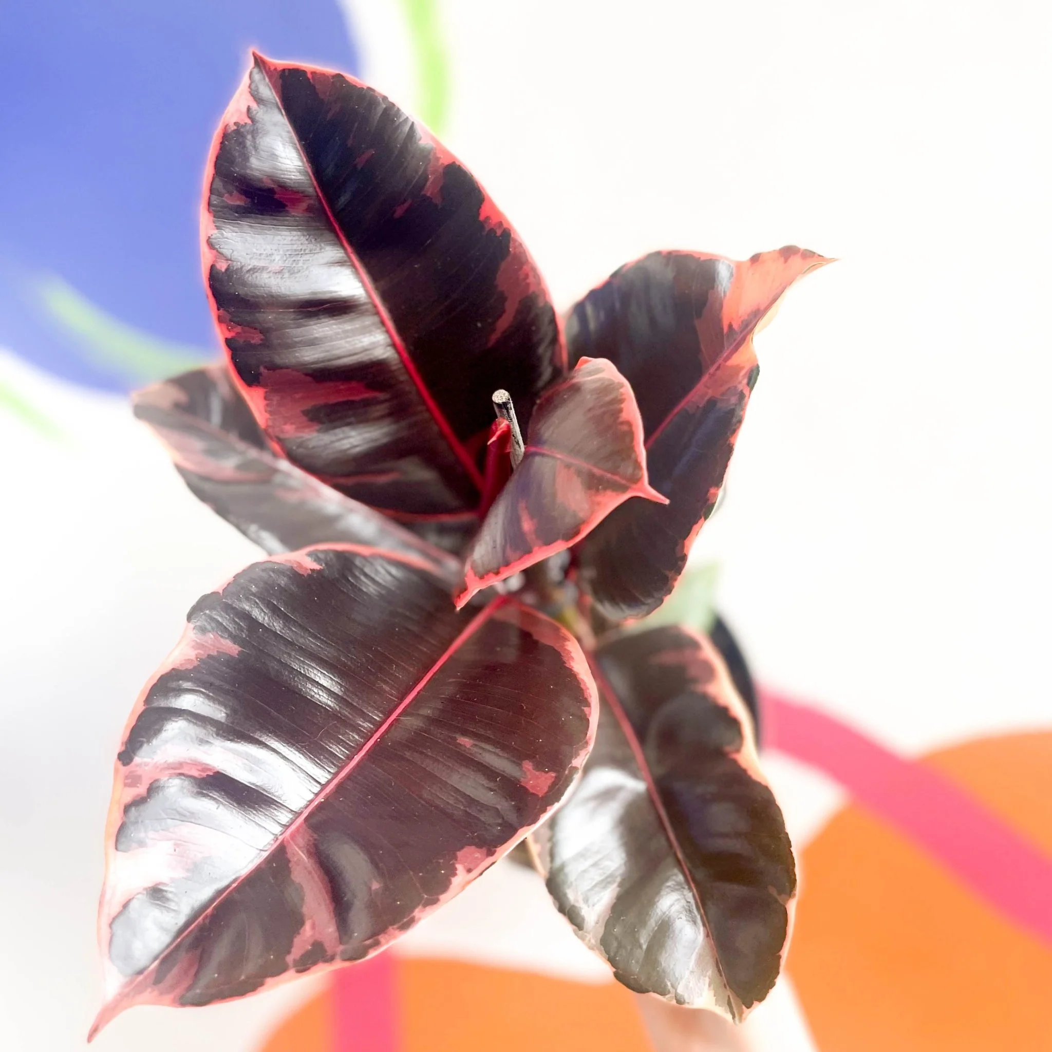 Ficus elastica 'Belize' - Variegated Rubber Tree - Image 3