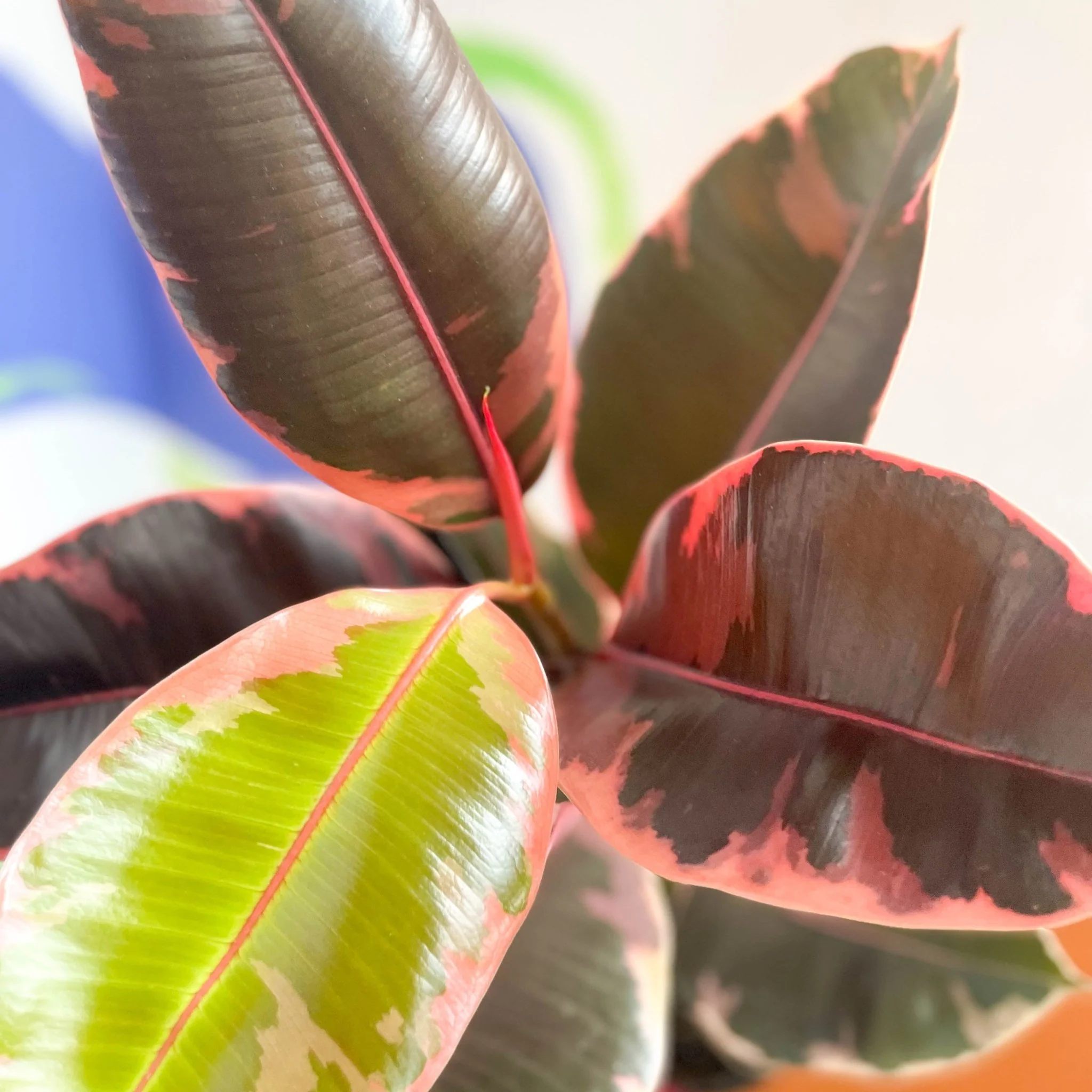 Ficus elastica 'Belize' - Variegated Rubber Tree - Image 4