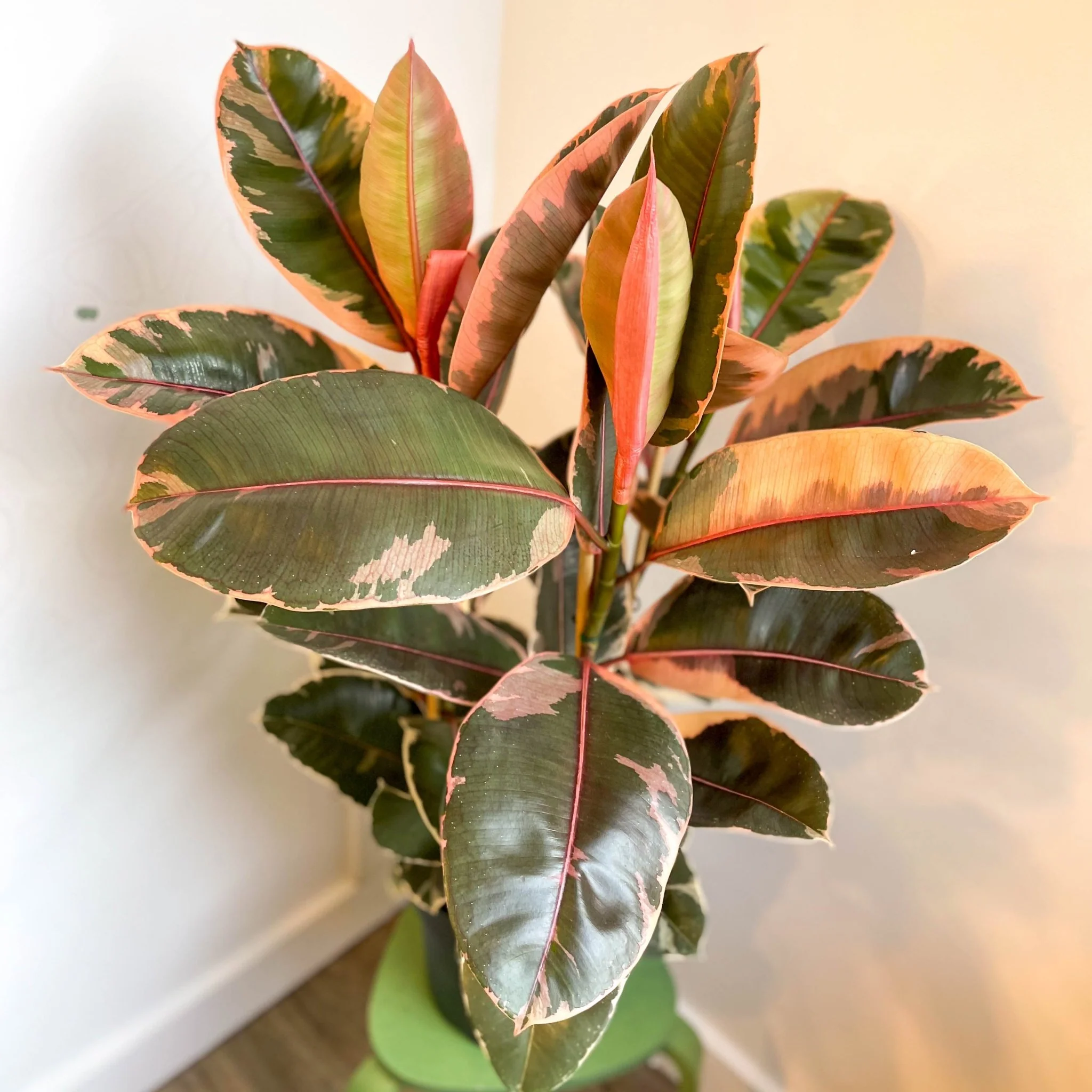 Ficus elastica 'Belize' - Variegated Rubber Tree - Image 5