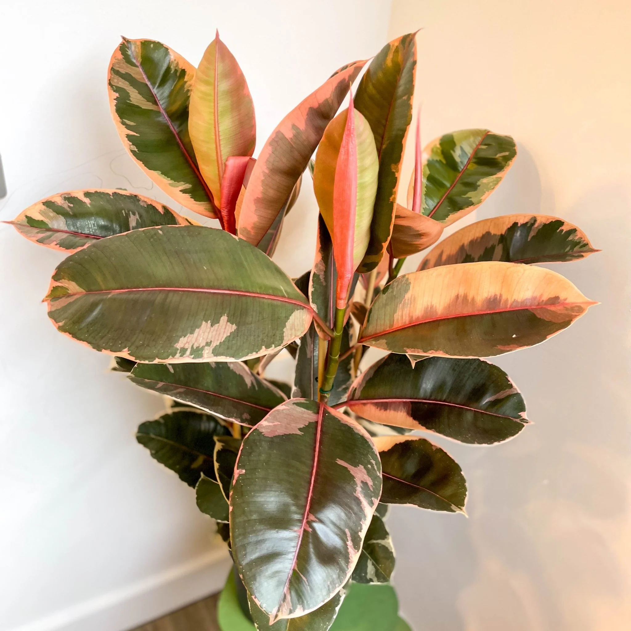 Ficus elastica 'Belize' - Variegated Rubber Tree - Image 6