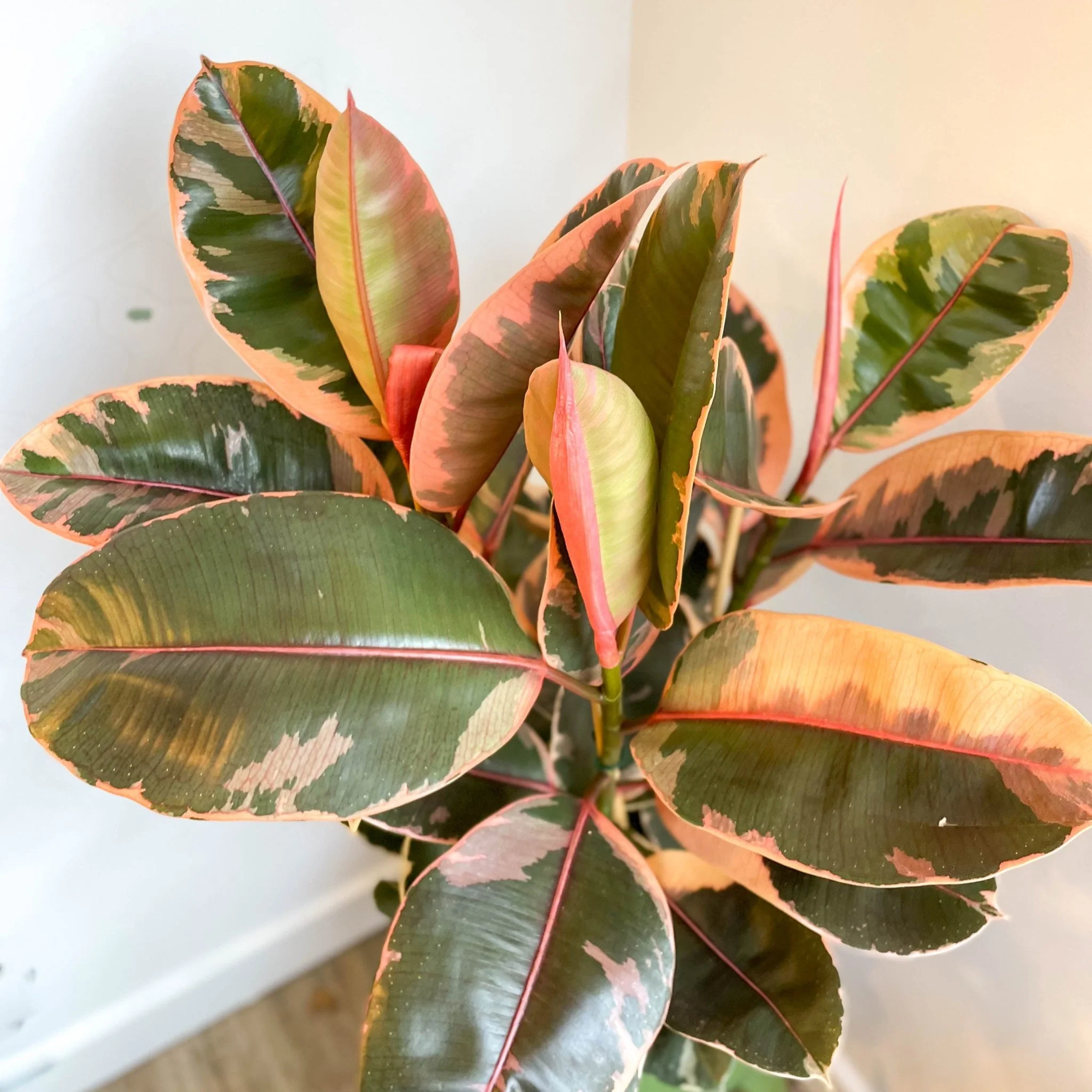 Ficus elastica 'Belize' - Variegated Rubber Tree - Image 7