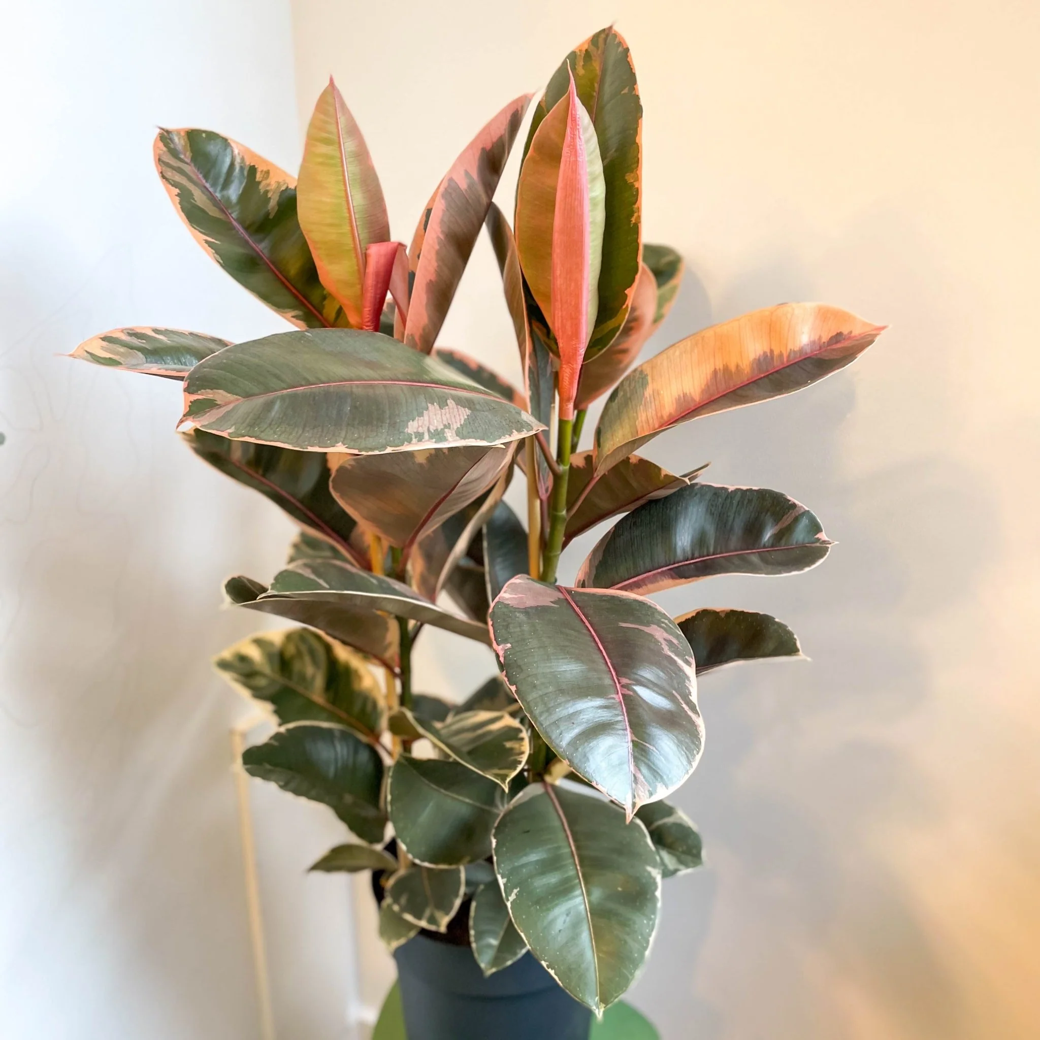 Ficus elastica 'Belize' - Variegated Rubber Tree - Image 8