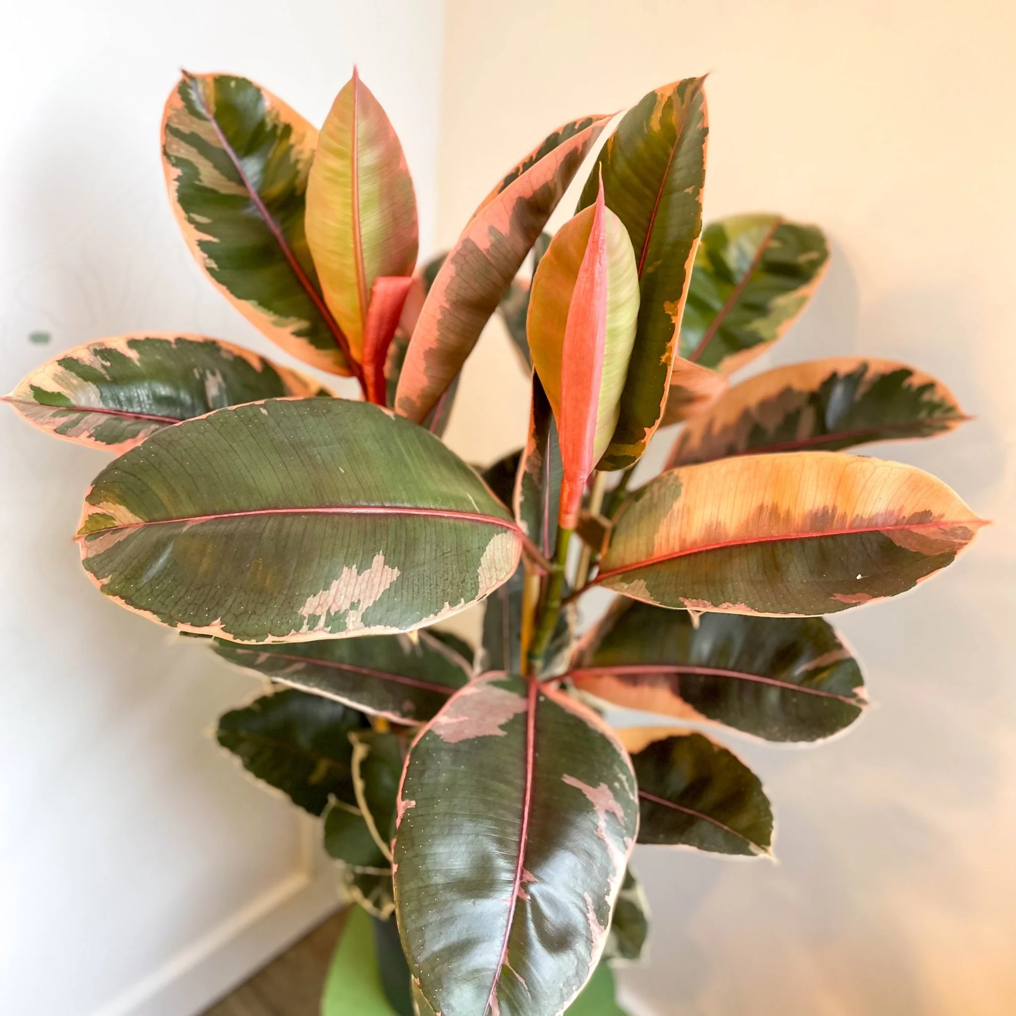 Ficus elastica 'Belize' - Variegated Rubber Tree - Image 9