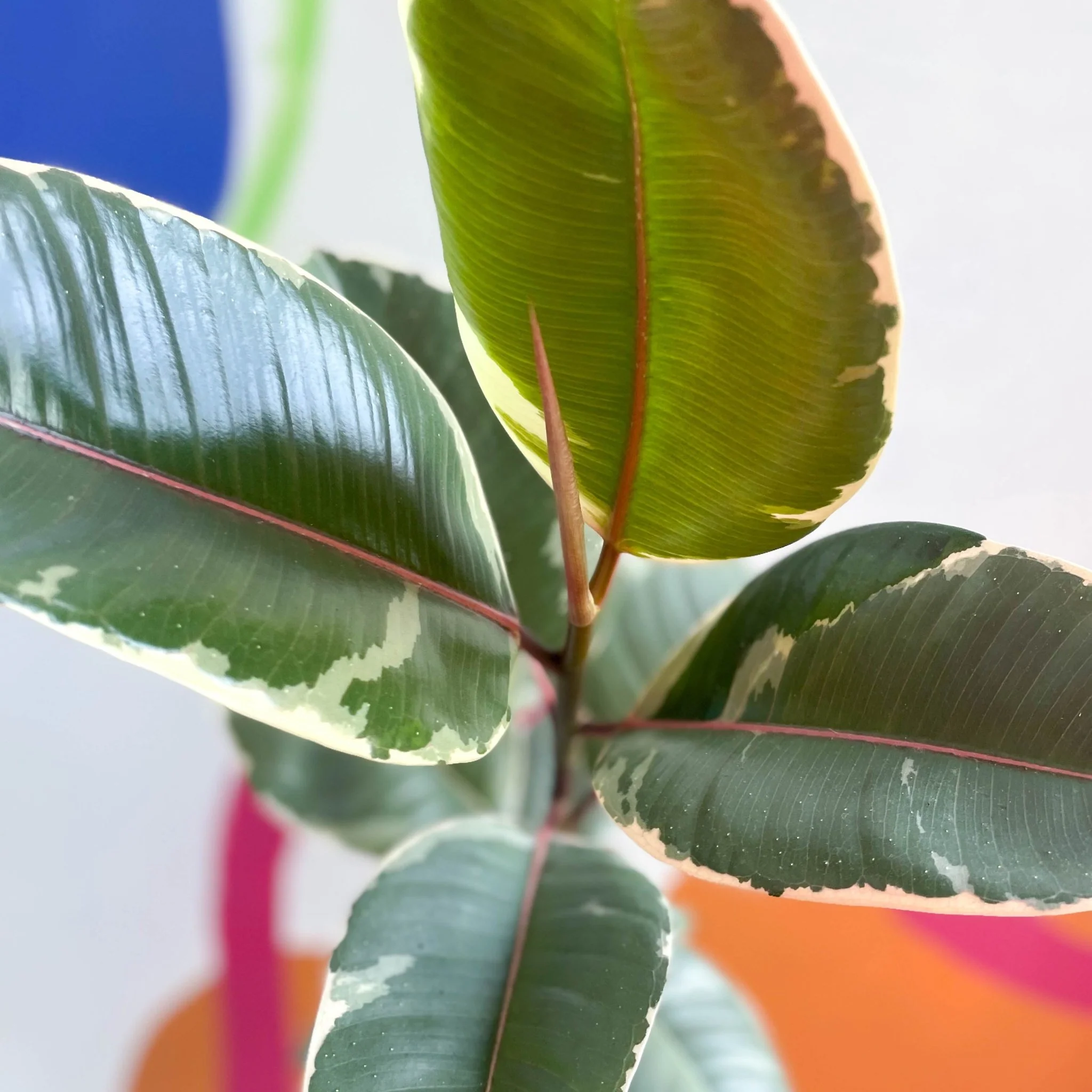 Ficus elastica 'Tineke' - Variegated Rubber Tree