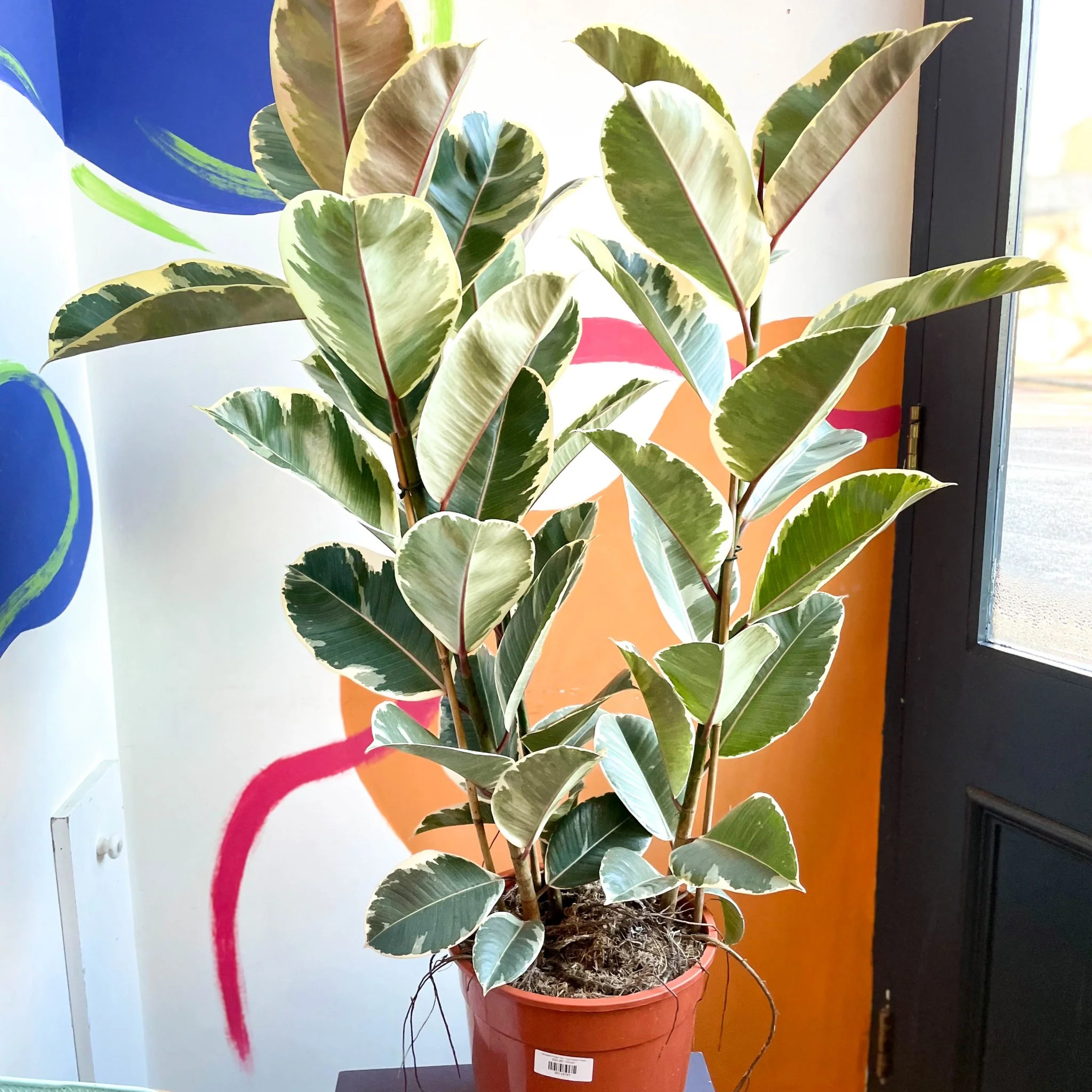 Ficus elastica 'Tineke' - Variegated Rubber Tree - Image 10