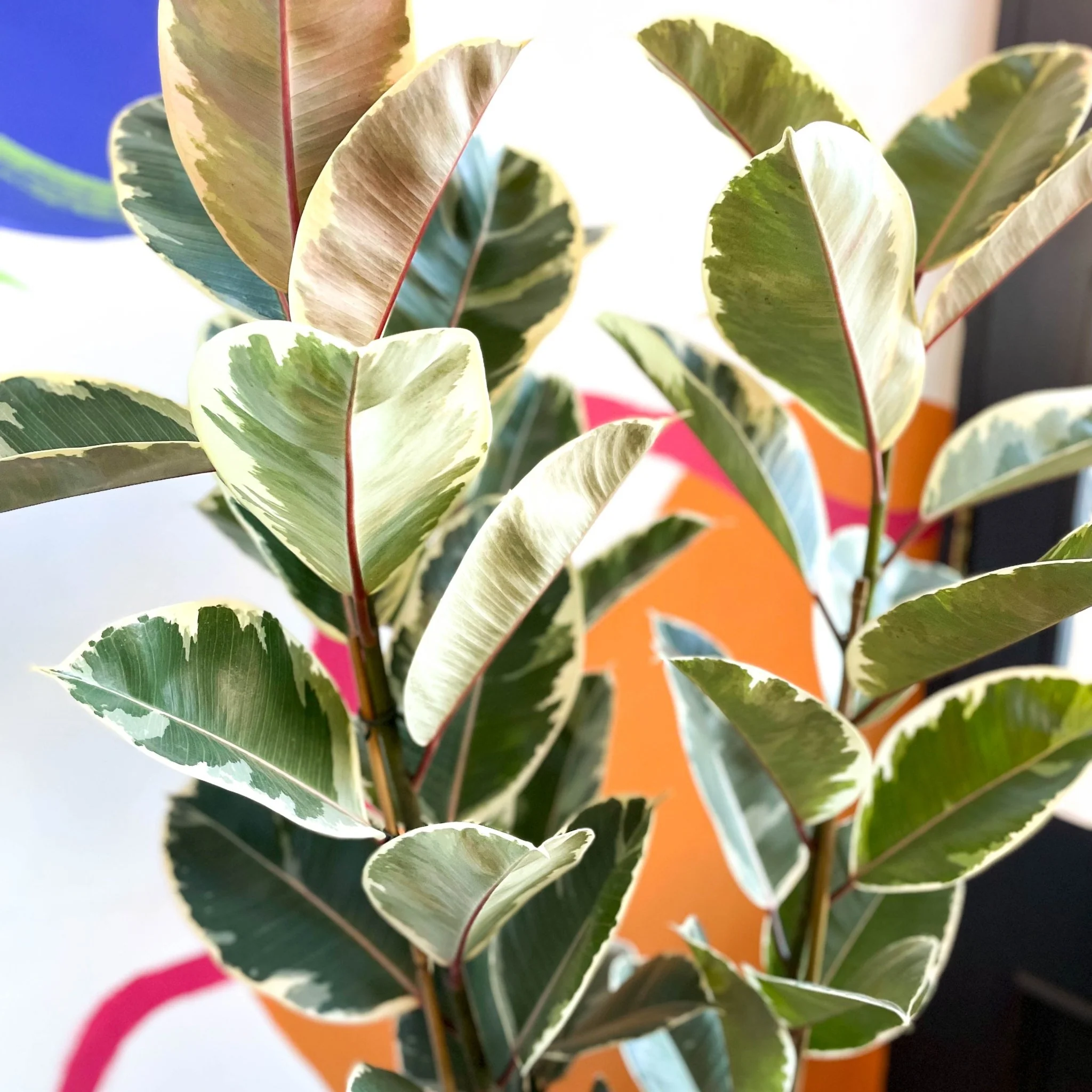 Ficus elastica 'Tineke' - Variegated Rubber Tree - Image 11