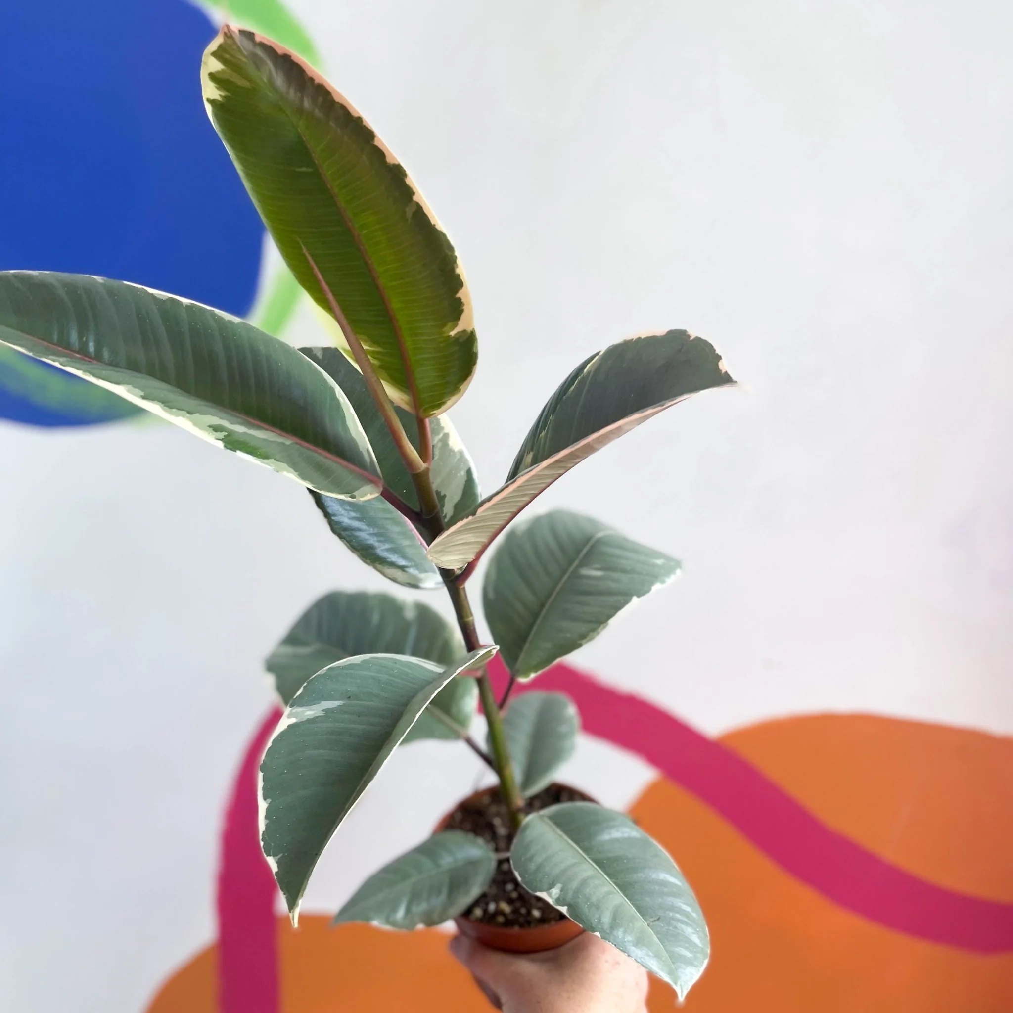 Ficus elastica 'Tineke' - Variegated Rubber Tree - Image 2
