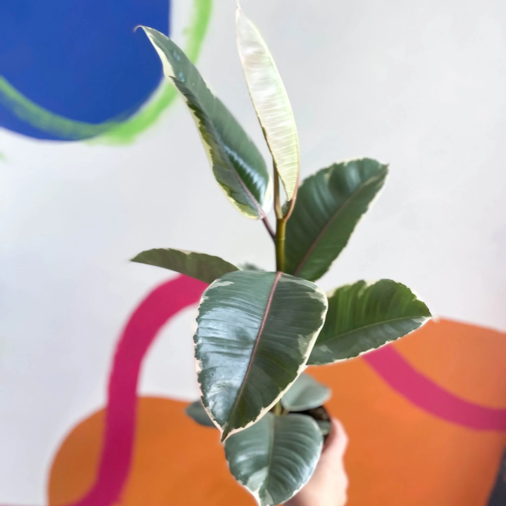 Ficus elastica 'Tineke' - Variegated Rubber Tree - Image 3