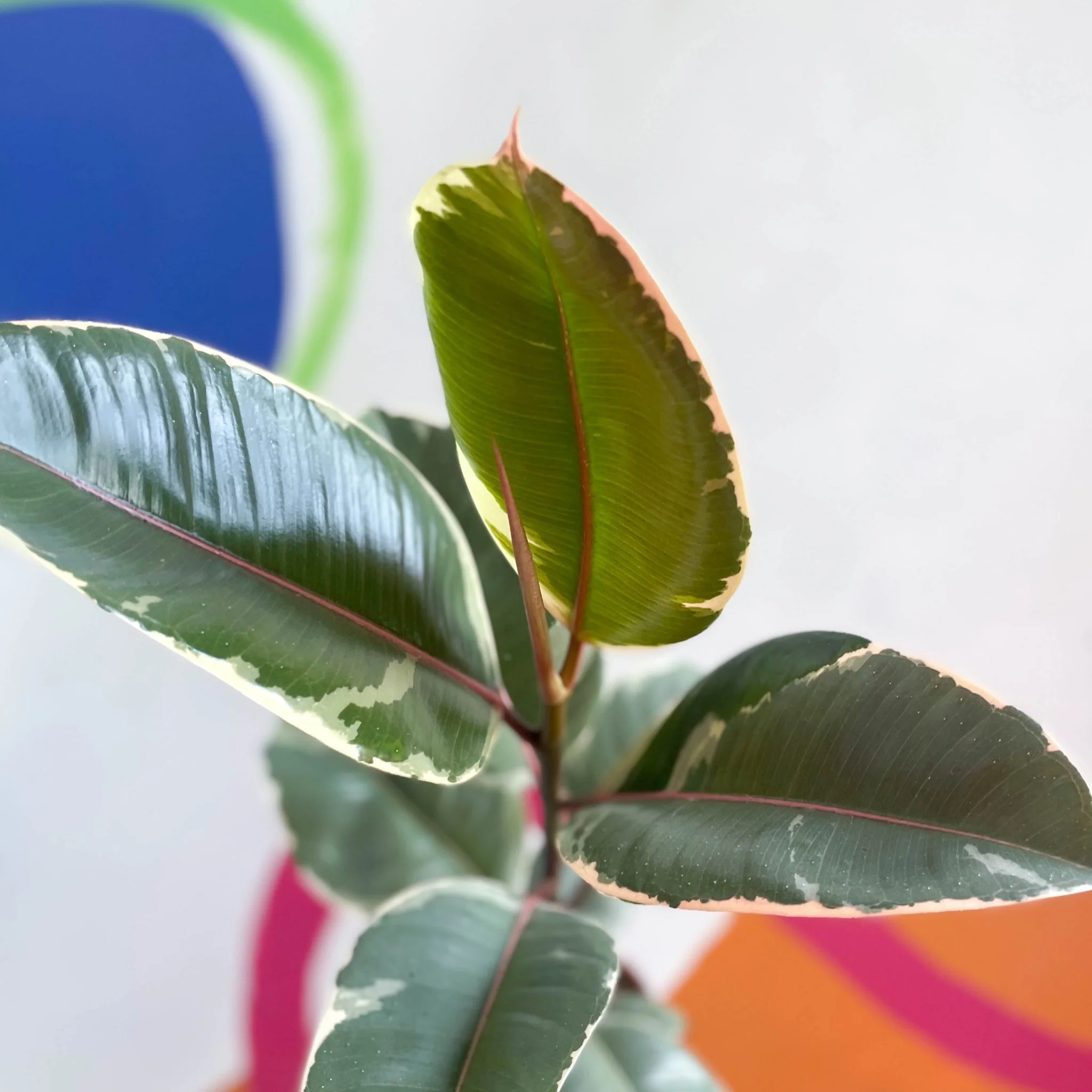 Ficus elastica 'Tineke' - Variegated Rubber Tree - Image 4
