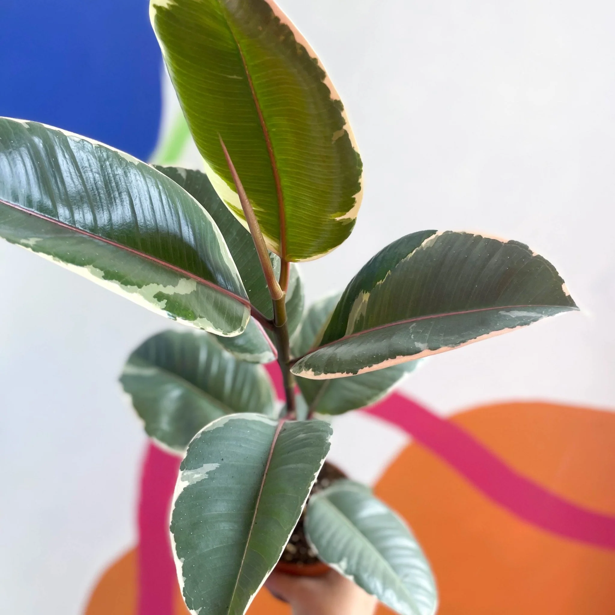Ficus elastica 'Tineke' - Variegated Rubber Tree - Image 5