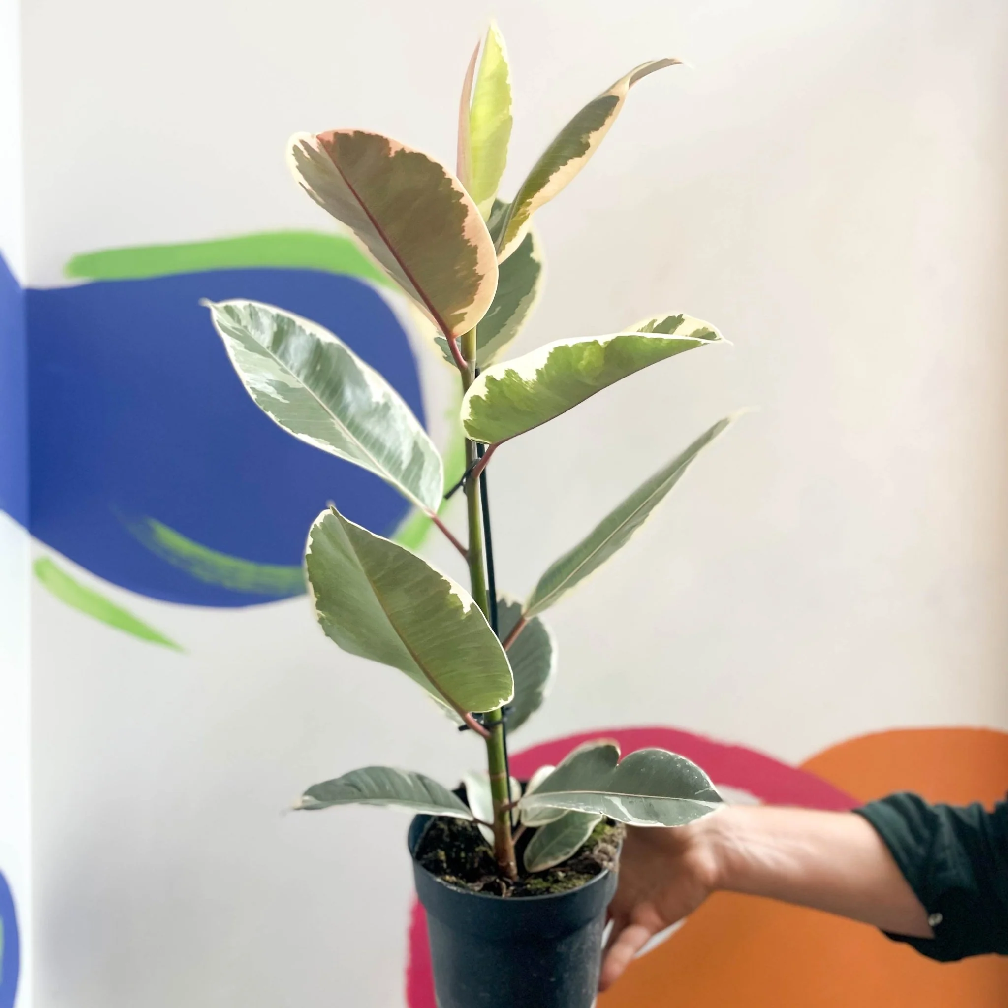 Ficus elastica 'Tineke' - Variegated Rubber Tree - Image 6