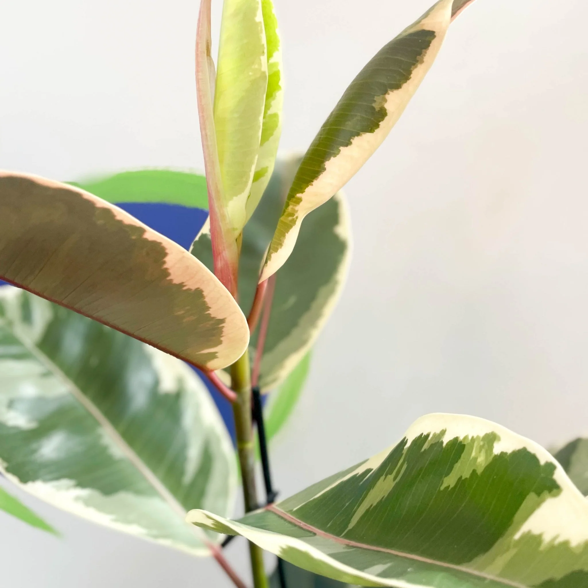 Ficus elastica 'Tineke' - Variegated Rubber Tree - Image 7