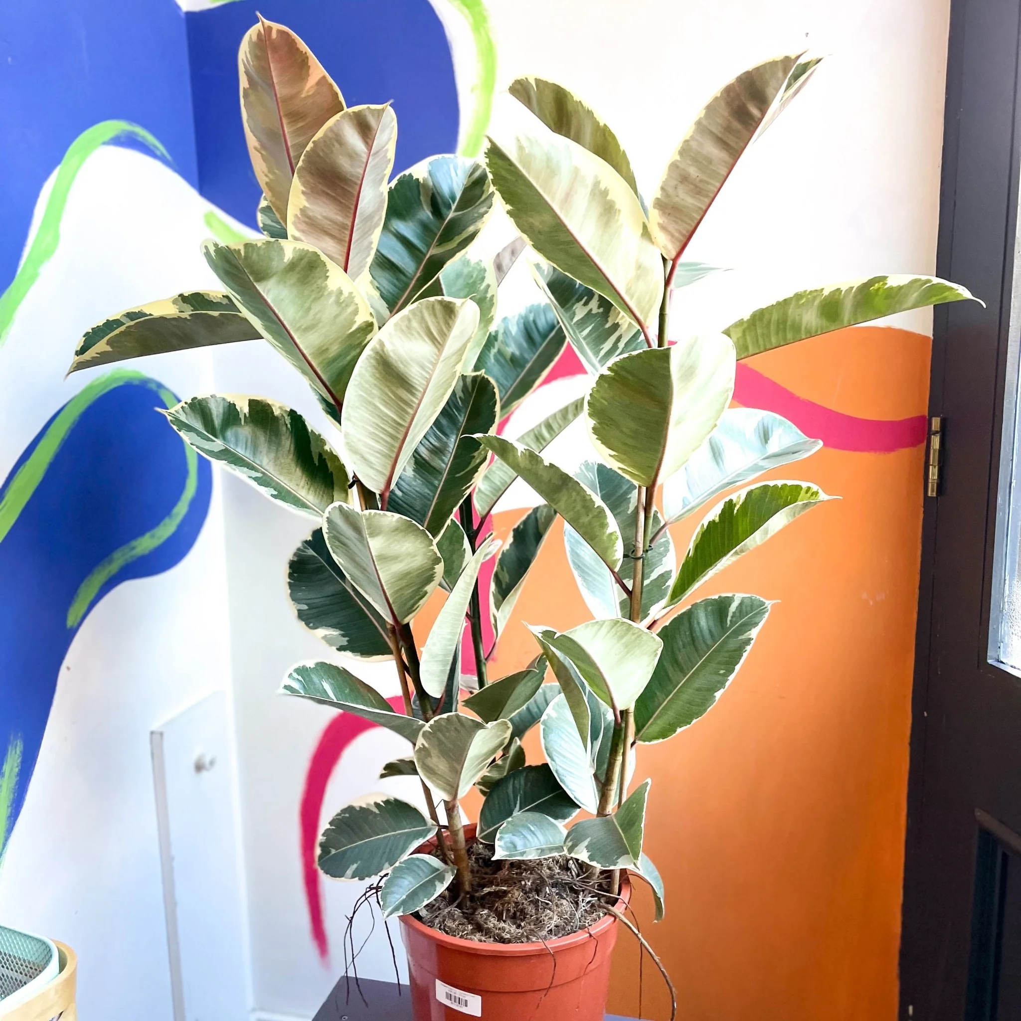 Ficus elastica 'Tineke' - Variegated Rubber Tree - Image 8