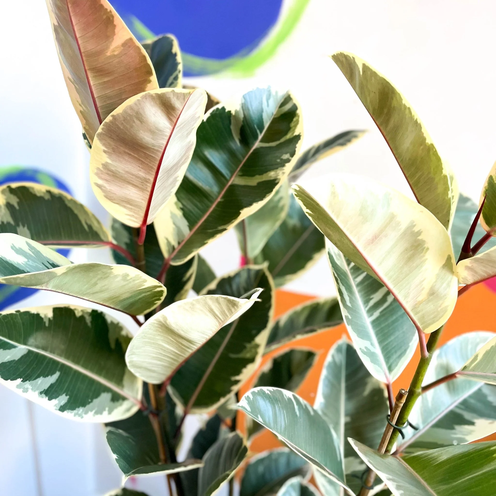 Ficus elastica 'Tineke' - Variegated Rubber Tree - Image 9