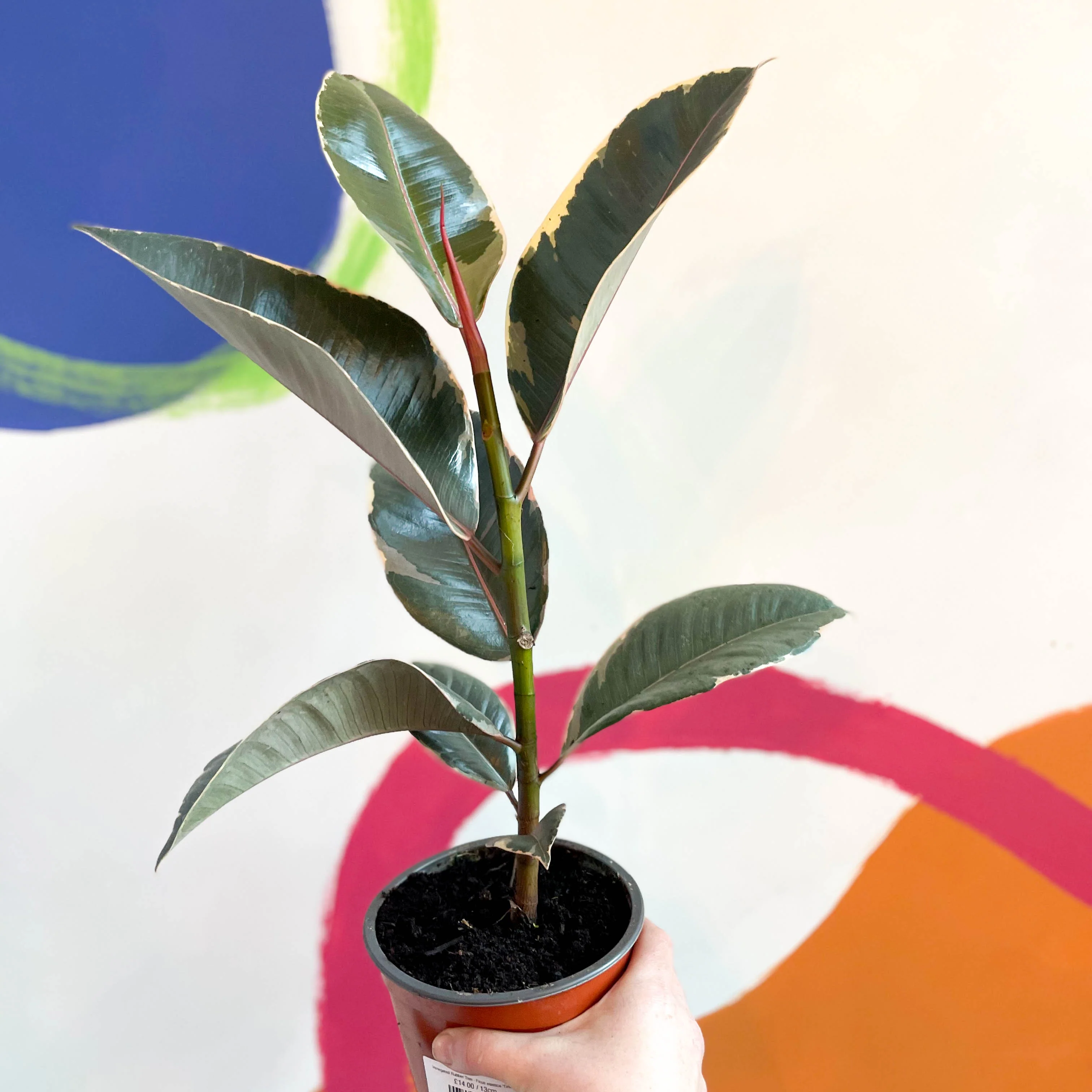 Variegated Rubber Tree - Ficus elastica 'Tineke' - British Grown - Image 3