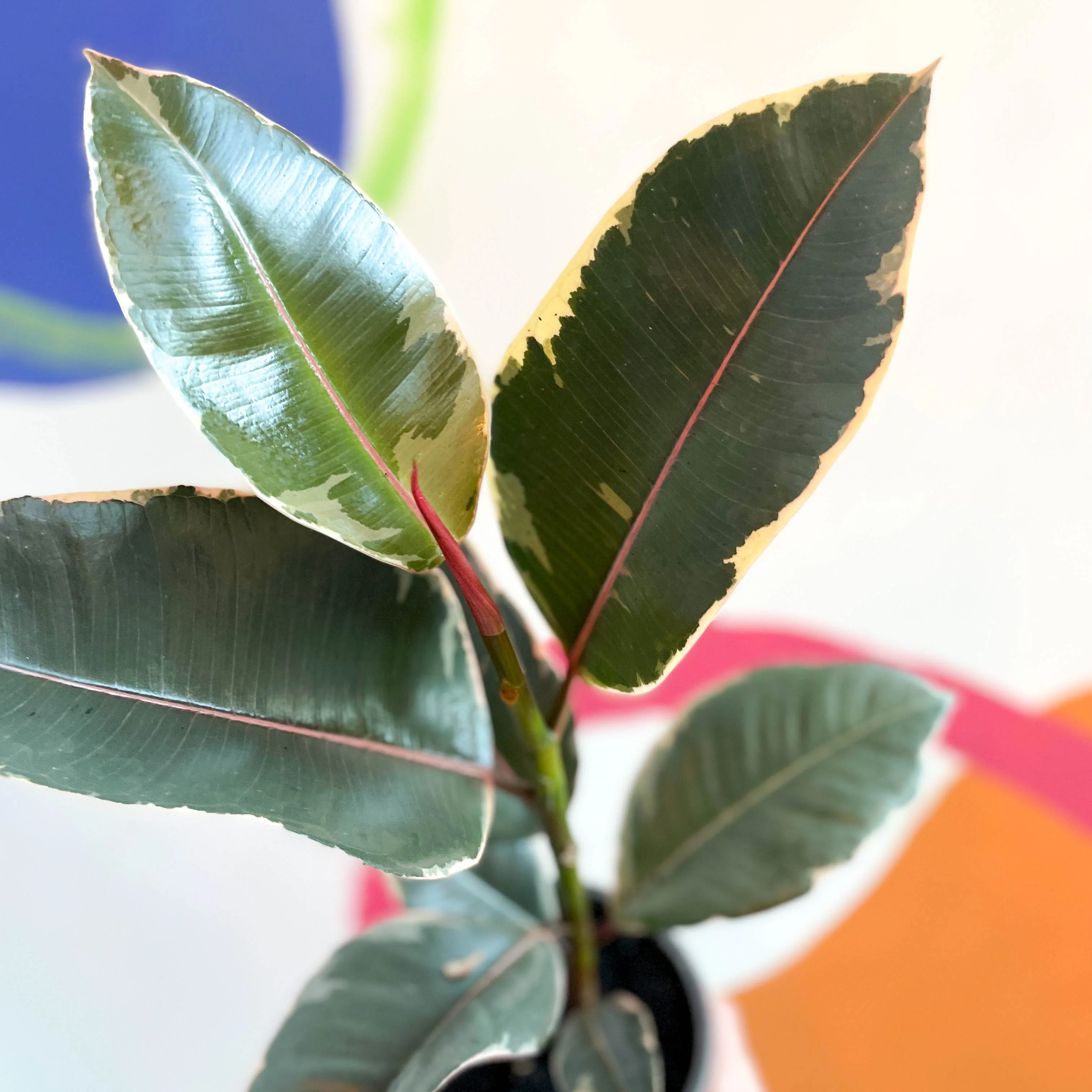 Variegated Rubber Tree - Ficus elastica 'Tineke' - British Grown - Image 4