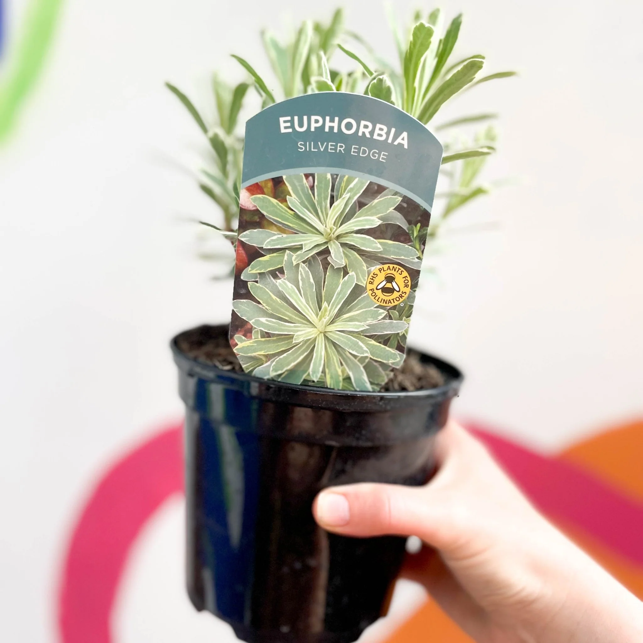 Variegated Spurge - Euphorbia characias 'Silver Edge' - British Grown Evergreen Perennial