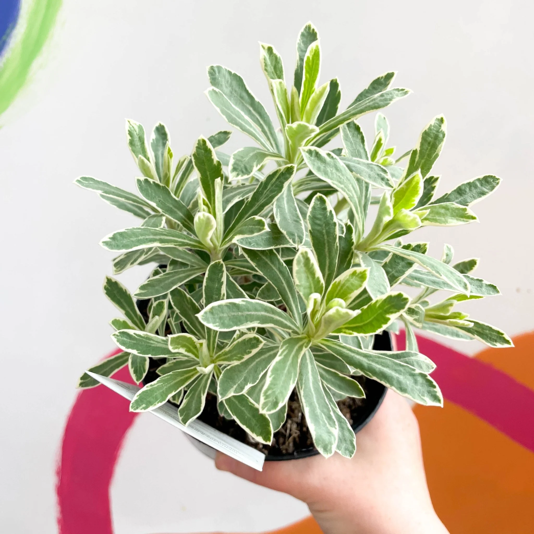 Variegated Spurge - Euphorbia characias 'Silver Edge' - British Grown Evergreen Perennial - Image 2