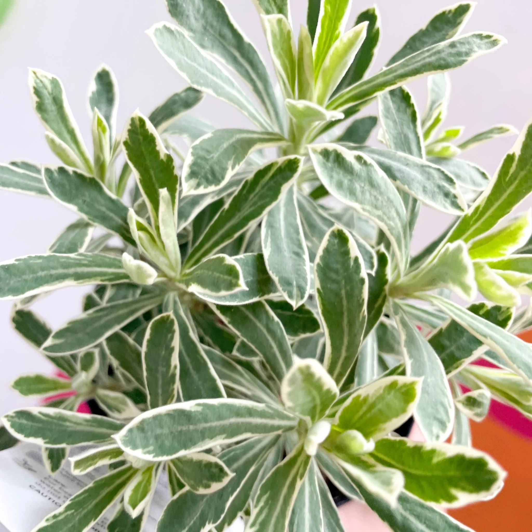 Variegated Spurge - Euphorbia characias 'Silver Edge' - British Grown Evergreen Perennial - Image 3