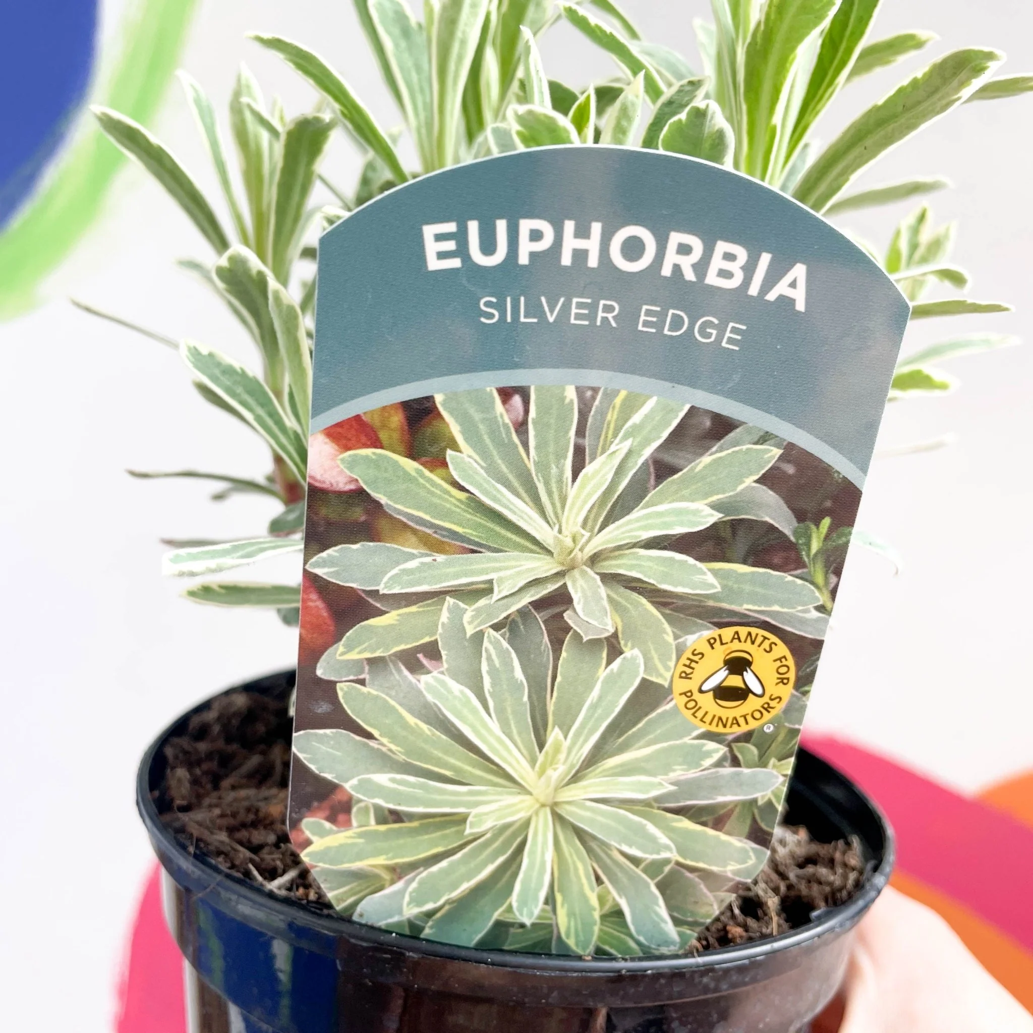 Variegated Spurge - Euphorbia characias 'Silver Edge' - British Grown Evergreen Perennial - Image 4