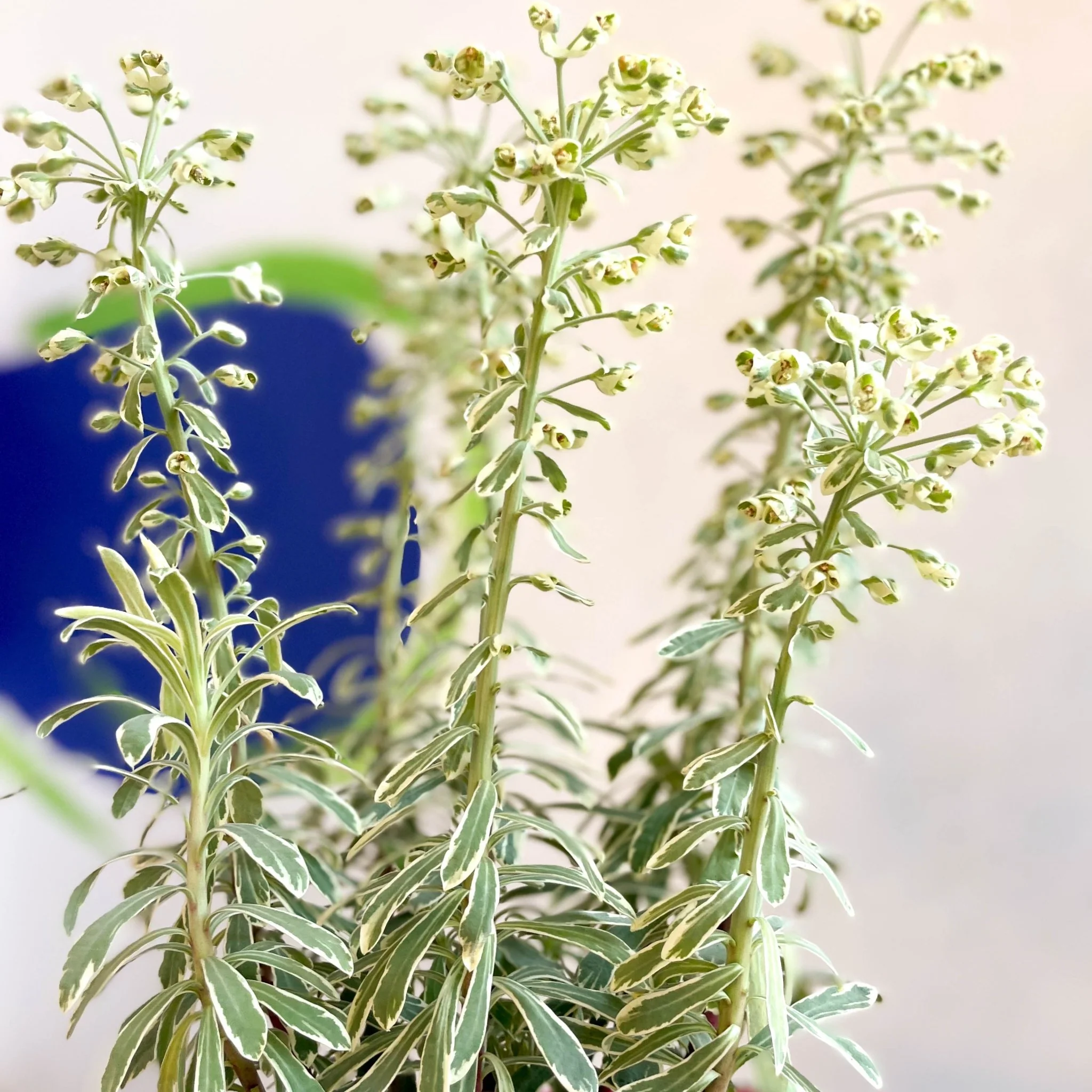 Variegated Spurge - Euphorbia characias 'Silver Swan' - Evergreen Perennial - Image 2