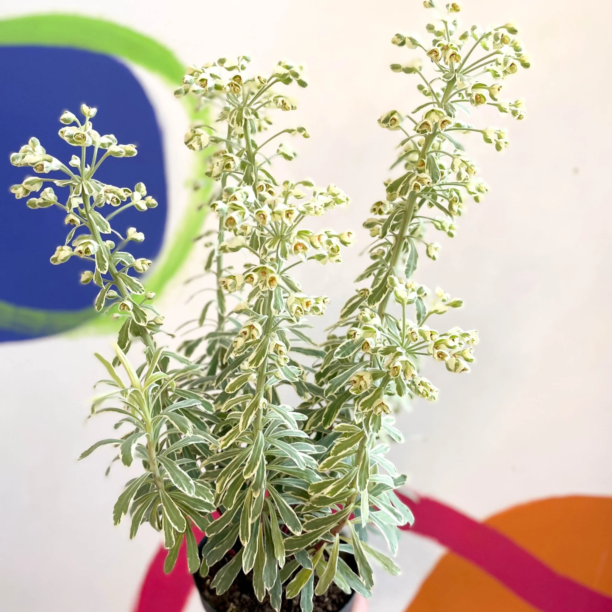 Variegated Spurge - Euphorbia characias 'Silver Swan' - Evergreen Perennial - Image 3