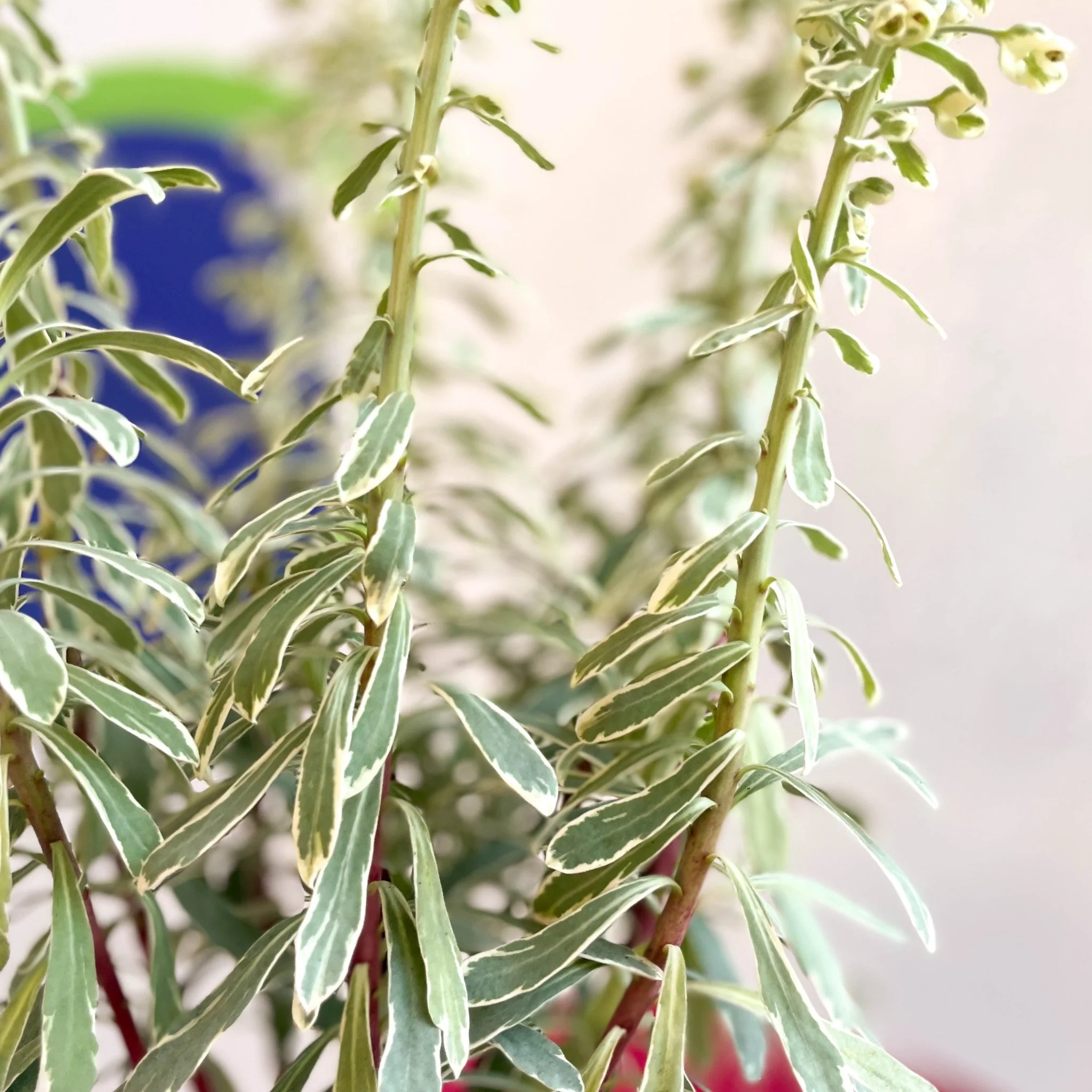 Variegated Spurge - Euphorbia characias 'Silver Swan' - Evergreen Perennial - Image 4