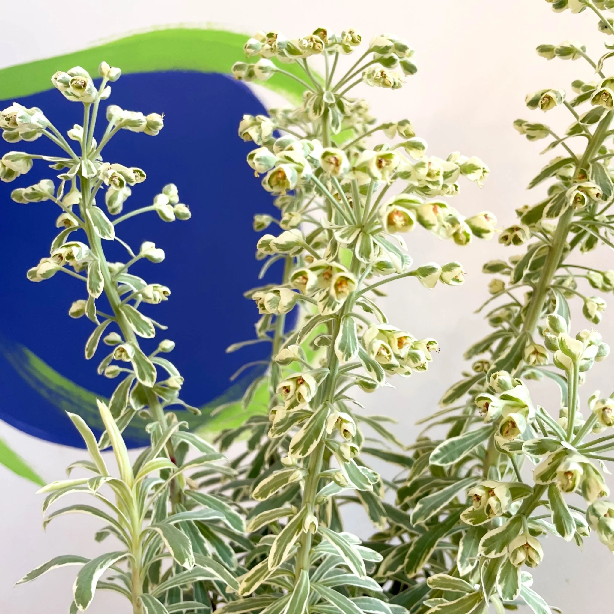 Variegated Spurge - Euphorbia characias 'Silver Swan' - Evergreen Perennial - Image 5