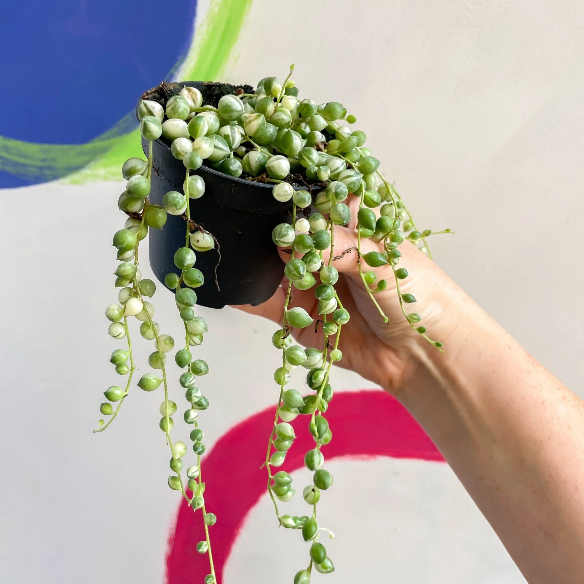 Senecio rowleyanus 'Variegata' - Variegated String of Pearls - Image 3
