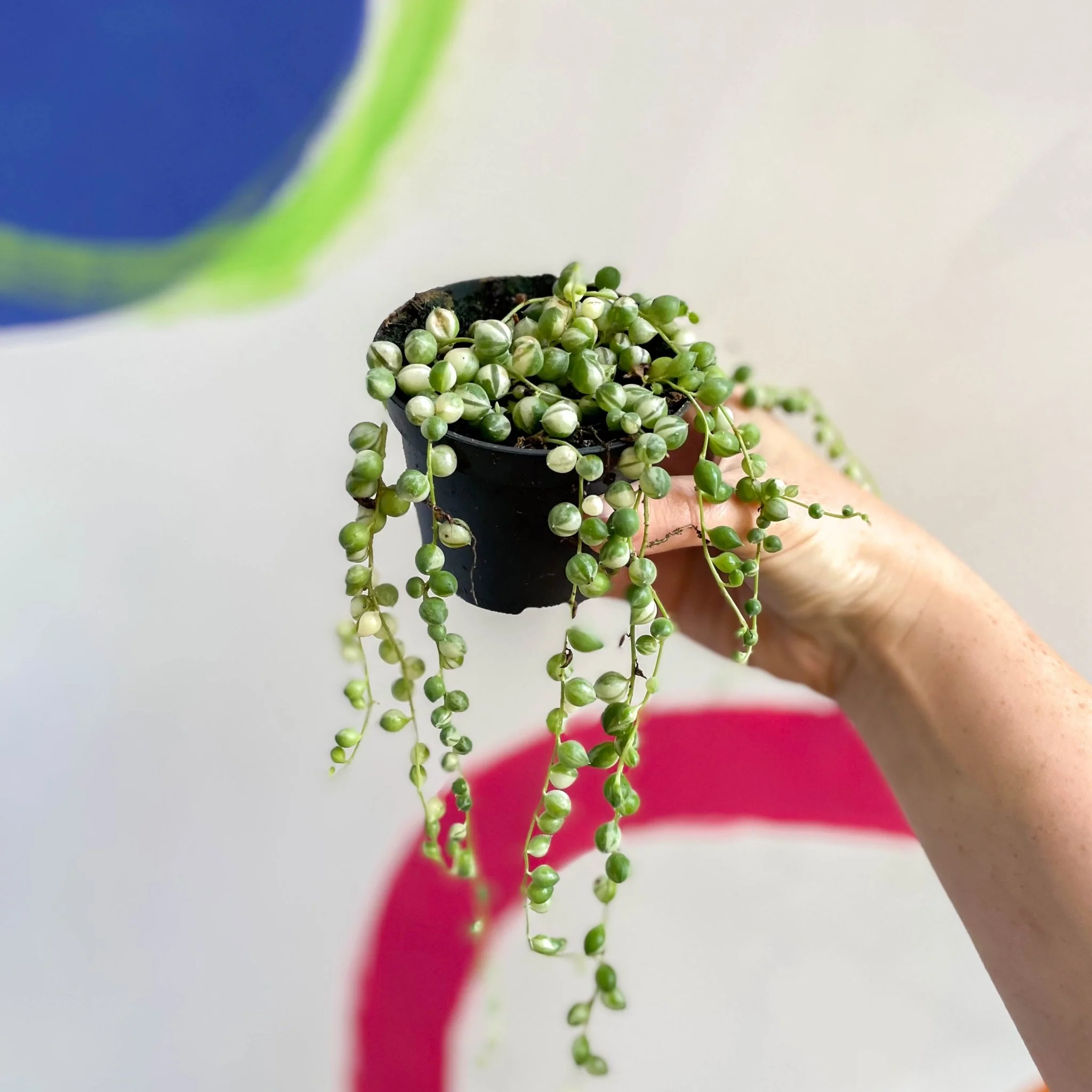 Senecio rowleyanus 'Variegata' - Variegated String of Pearls - Image 4