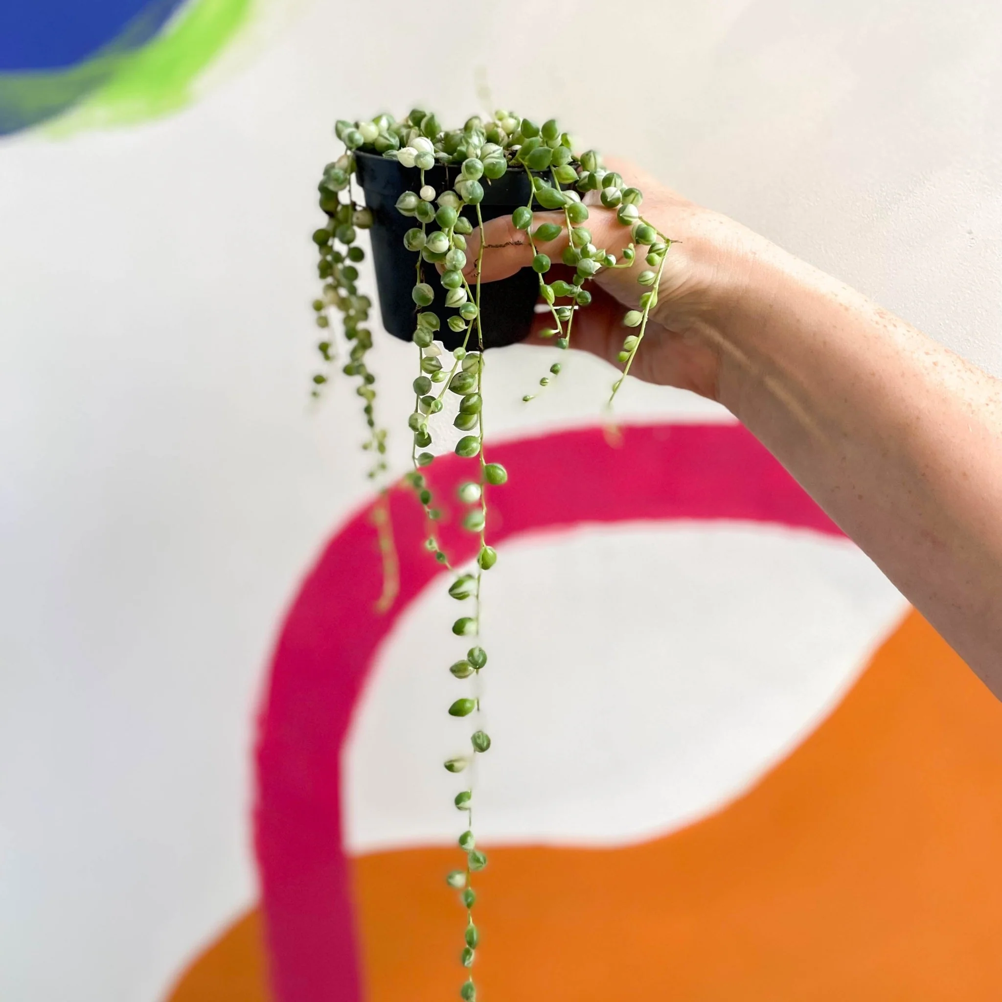 Senecio rowleyanus 'Variegata' - Variegated String of Pearls - Image 5