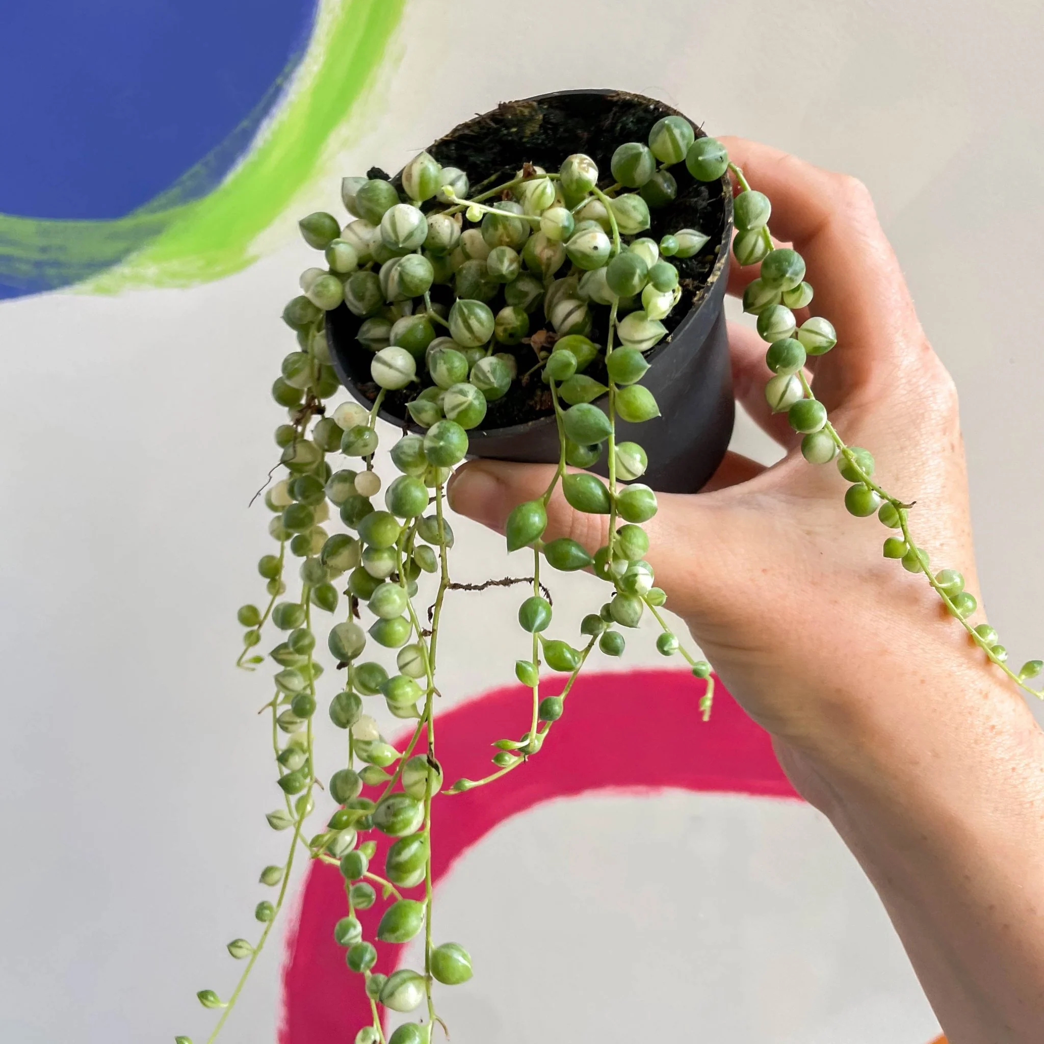 Senecio rowleyanus 'Variegata' - Variegated String of Pearls - Image 6