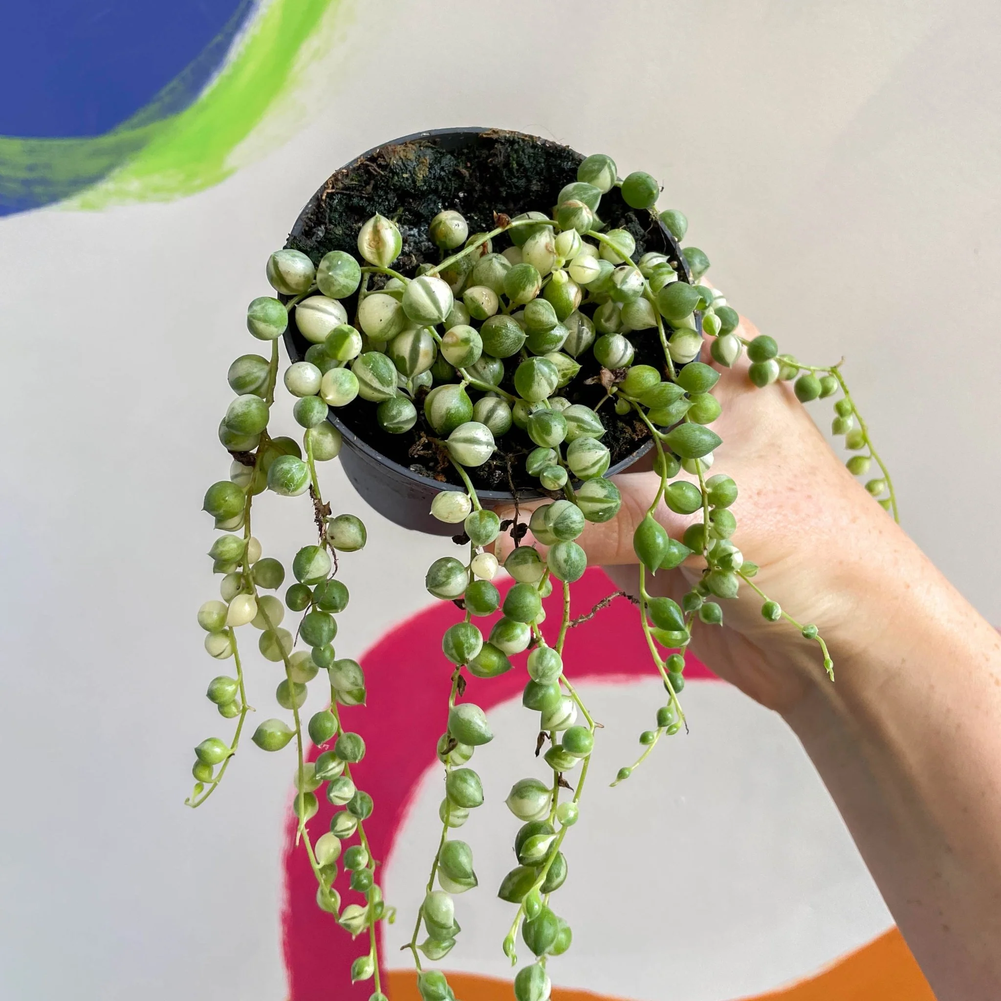 Senecio rowleyanus 'Variegata' - Variegated String of Pearls - Image 7