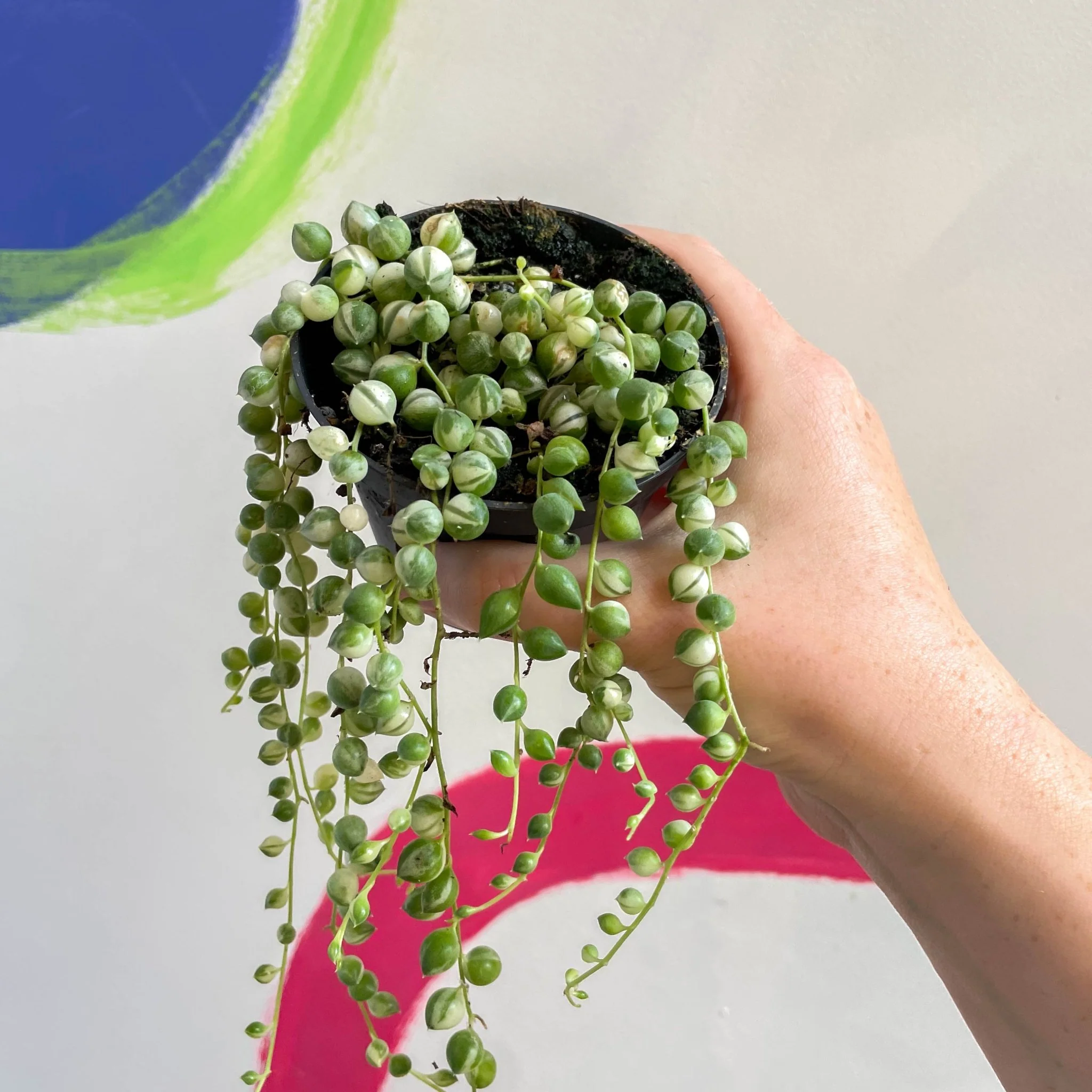 Senecio rowleyanus 'Variegata' - Variegated String of Pearls - Image 8