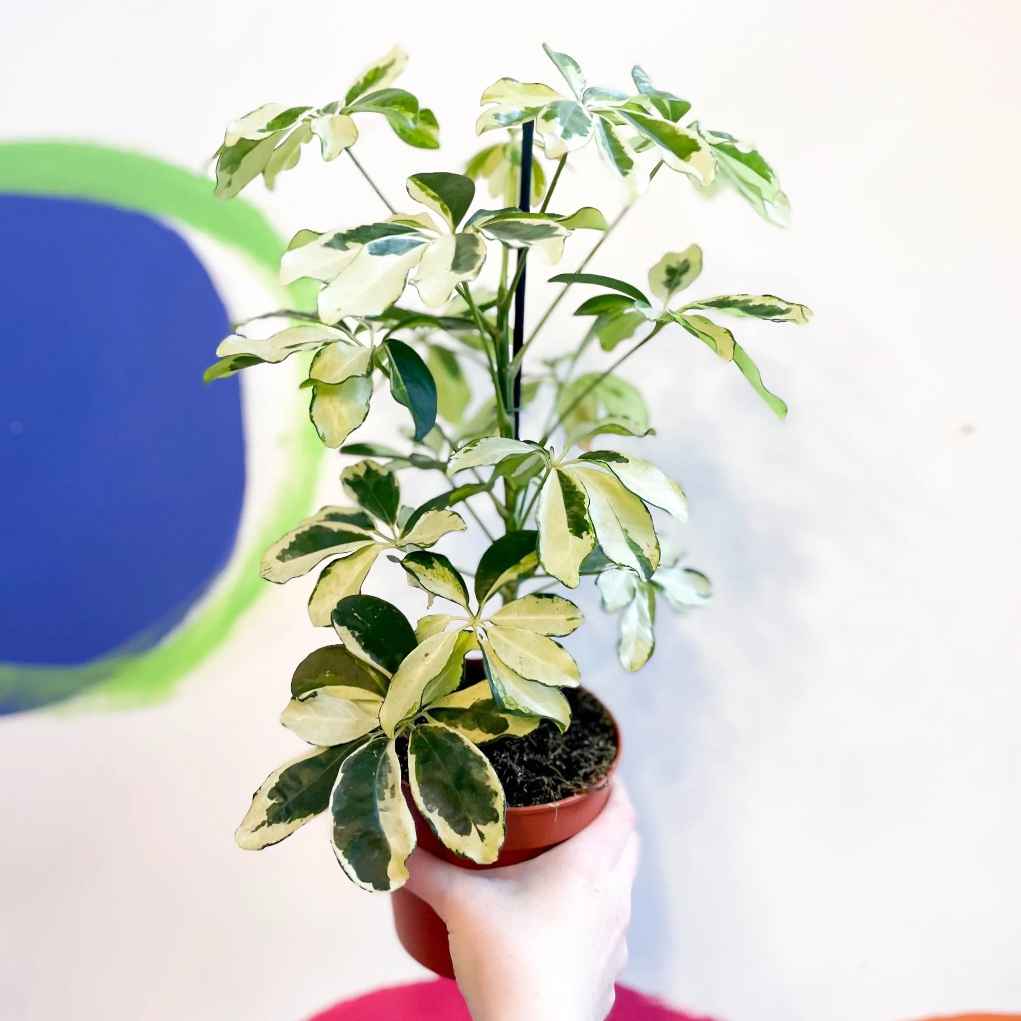 Variegated Umbrella Plant - Schefflera arboricola 'Charlotte' - Image 2