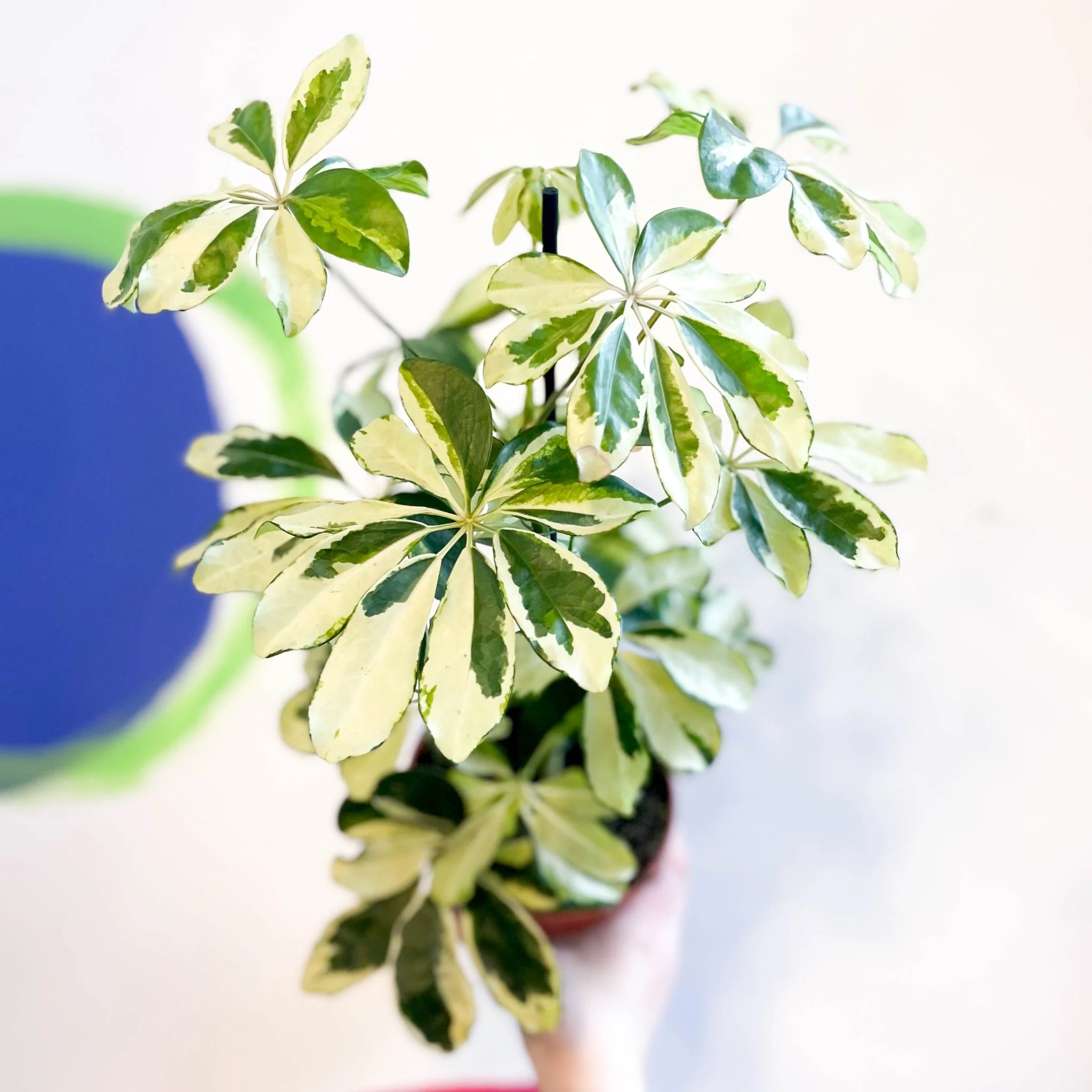 Variegated Umbrella Plant - Schefflera arboricola 'Charlotte' - Image 3