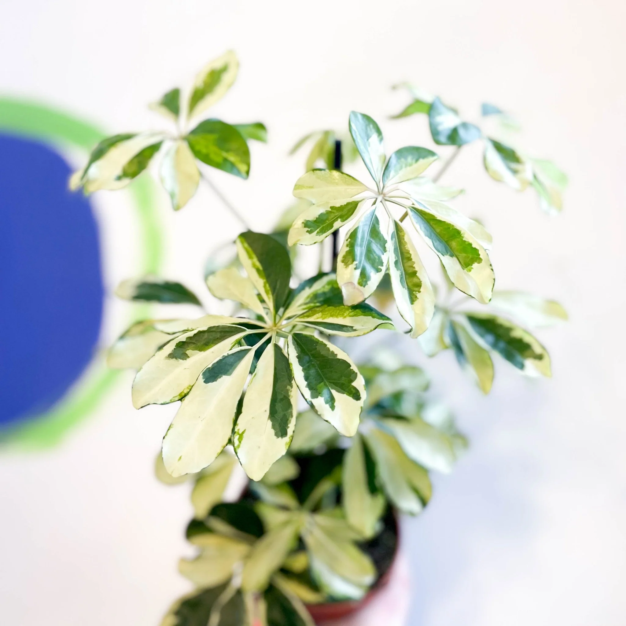 Variegated Umbrella Plant - Schefflera arboricola 'Charlotte' - Image 4