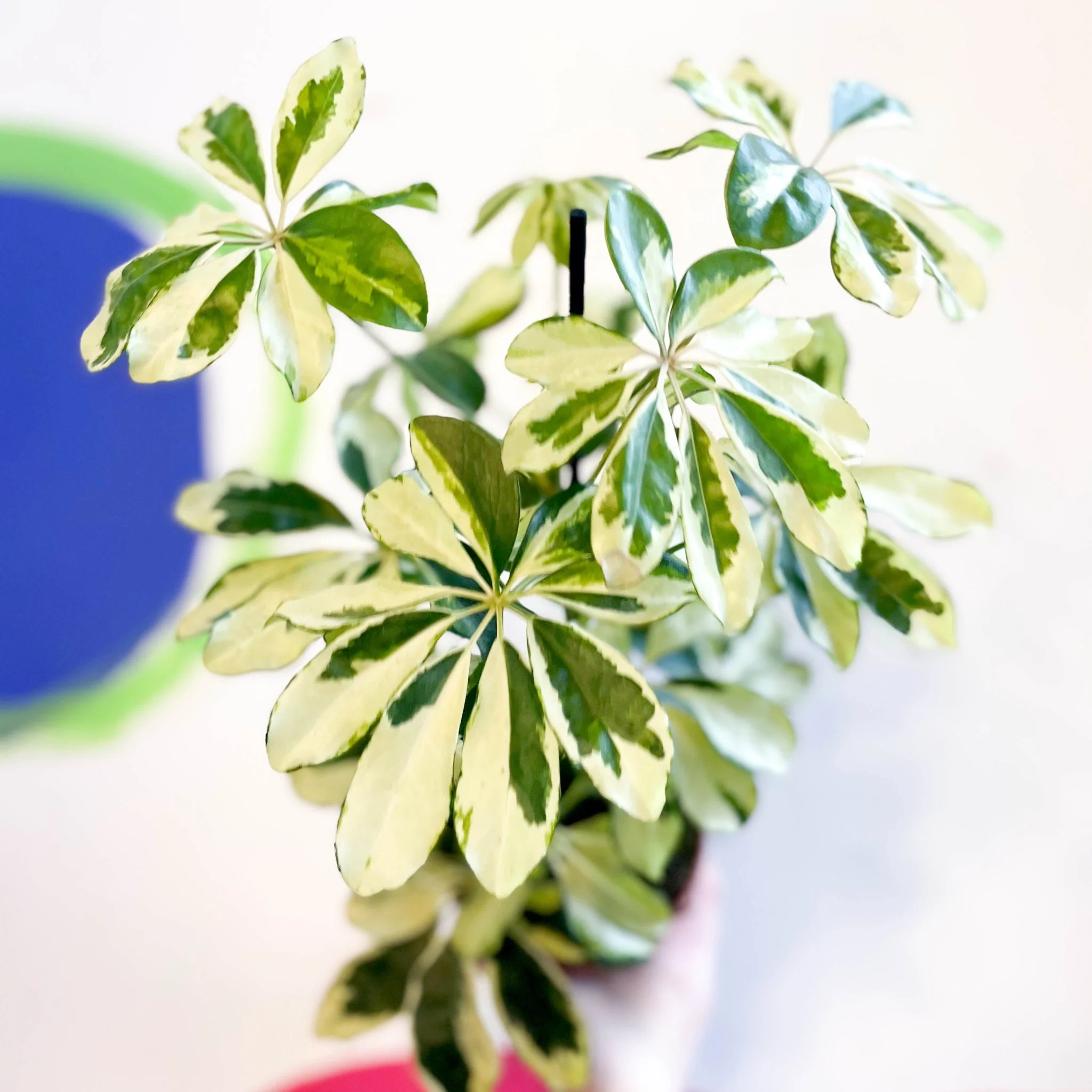 Variegated Umbrella Plant - Schefflera arboricola 'Charlotte' - Image 5